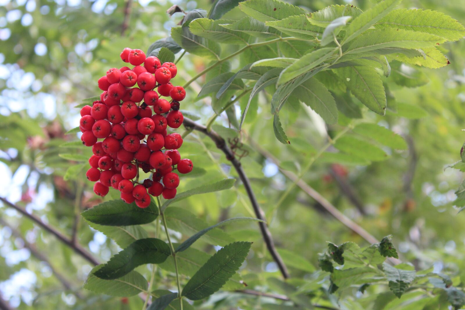 Canon EOS 1200D (EOS Rebel T5 / EOS Kiss X70 / EOS Hi) sample photo. Rowan, tree, plant photography