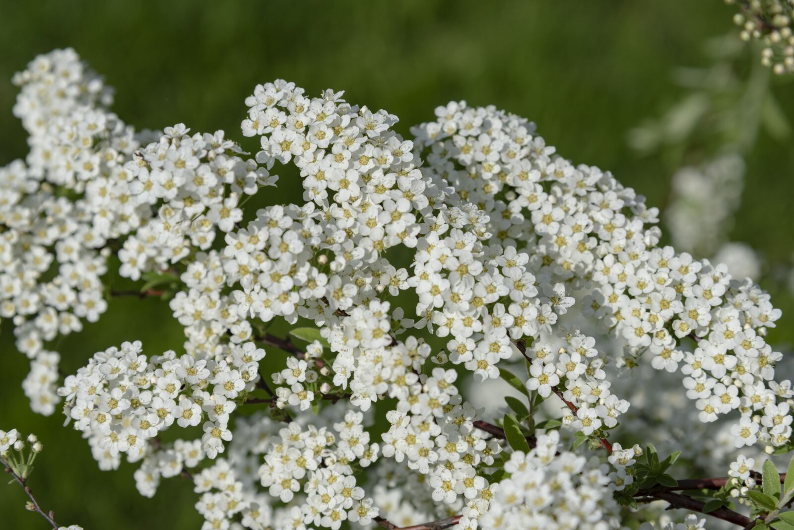 Nikon D750 sample photo. Flora, white, plant photography