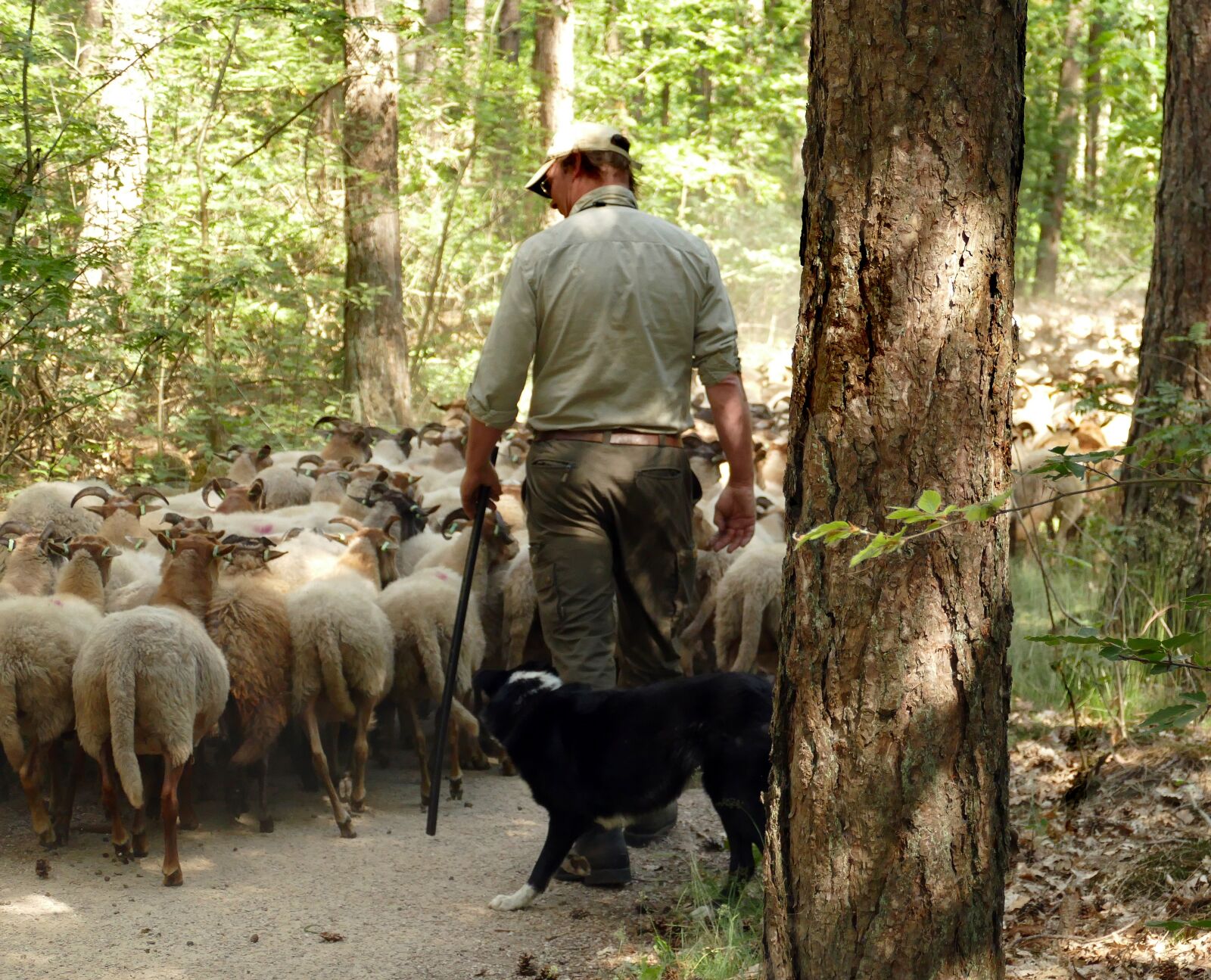 Panasonic Lumix DMC-FZ1000 sample photo. Sheep, herd, shepherd photography