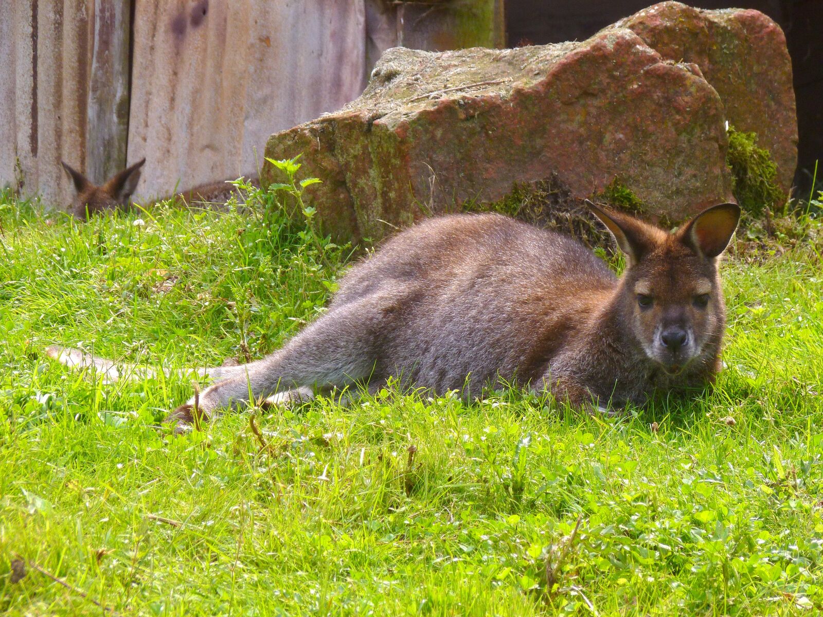 Panasonic DMC-FS37 sample photo. Bennett kangaroo, australia, wallaby photography