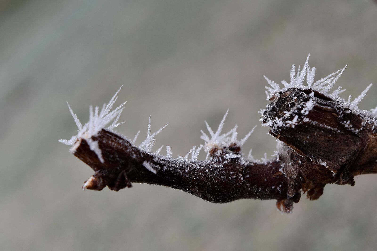 Nikon D5500 sample photo. Branch, frosty, ice crystal photography