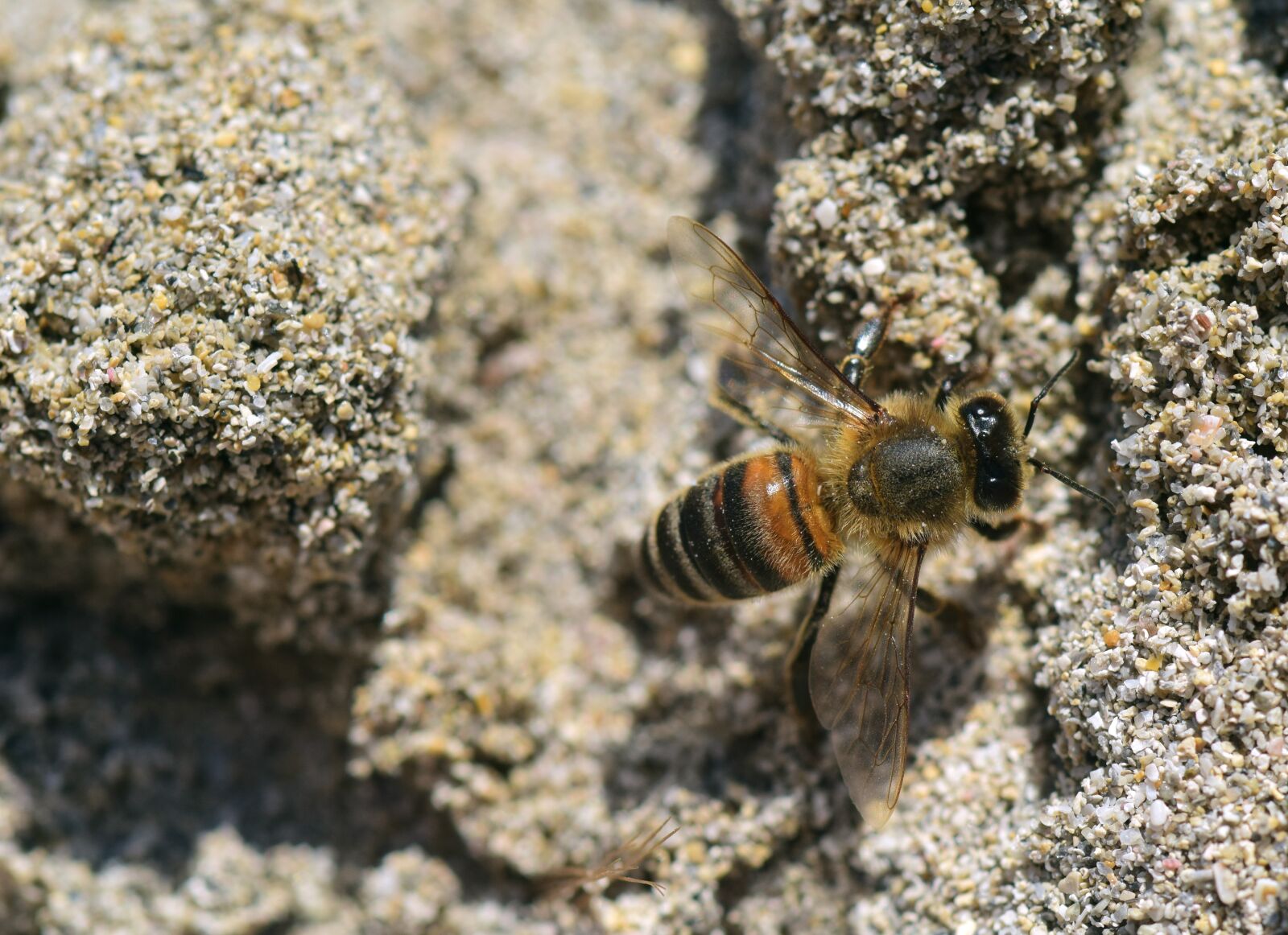 Nikon D3300 sample photo. Bee, sand, insect photography