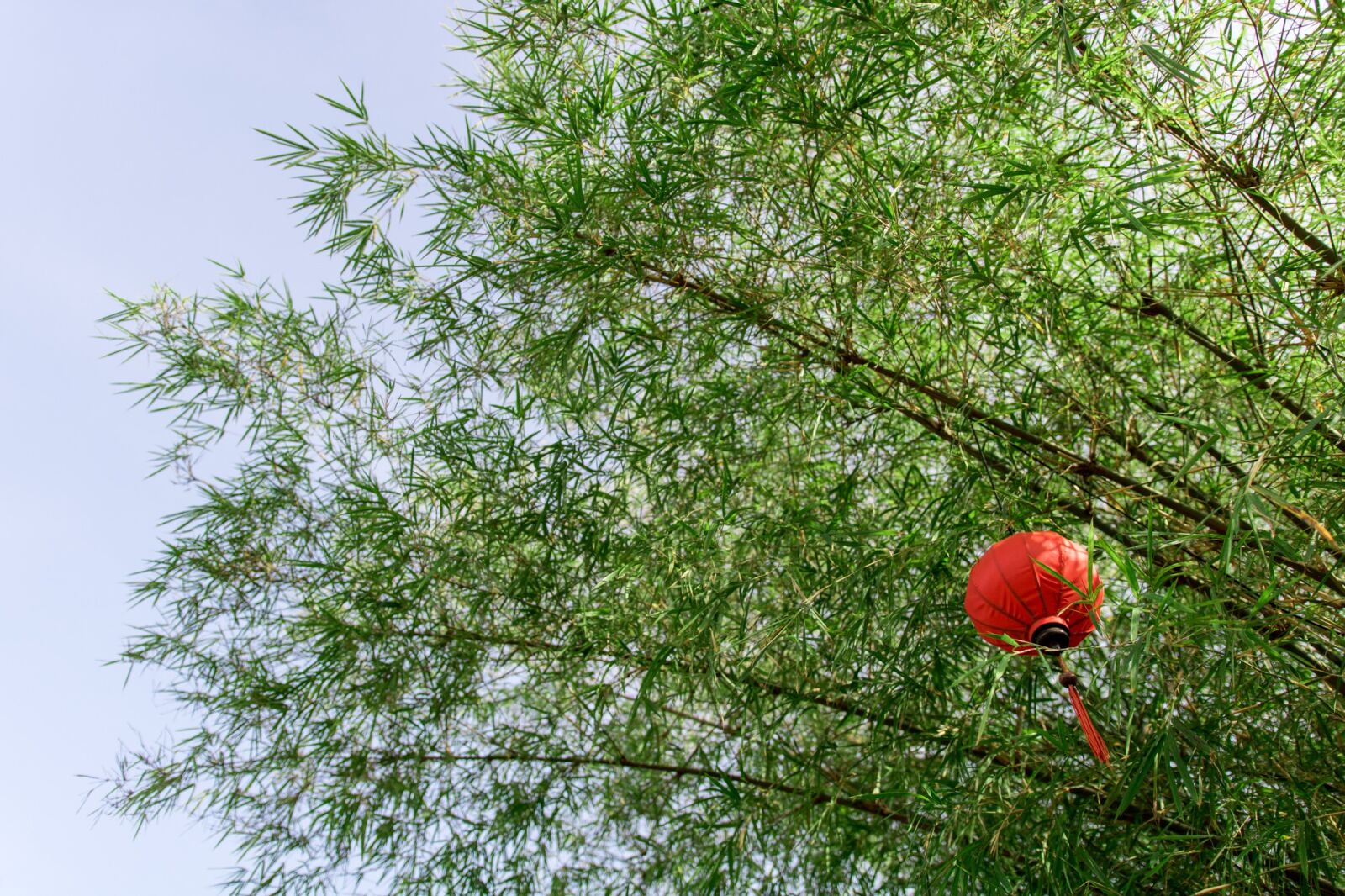 Canon EOS 750D (EOS Rebel T6i / EOS Kiss X8i) sample photo. Bamboo, lantern, green photography