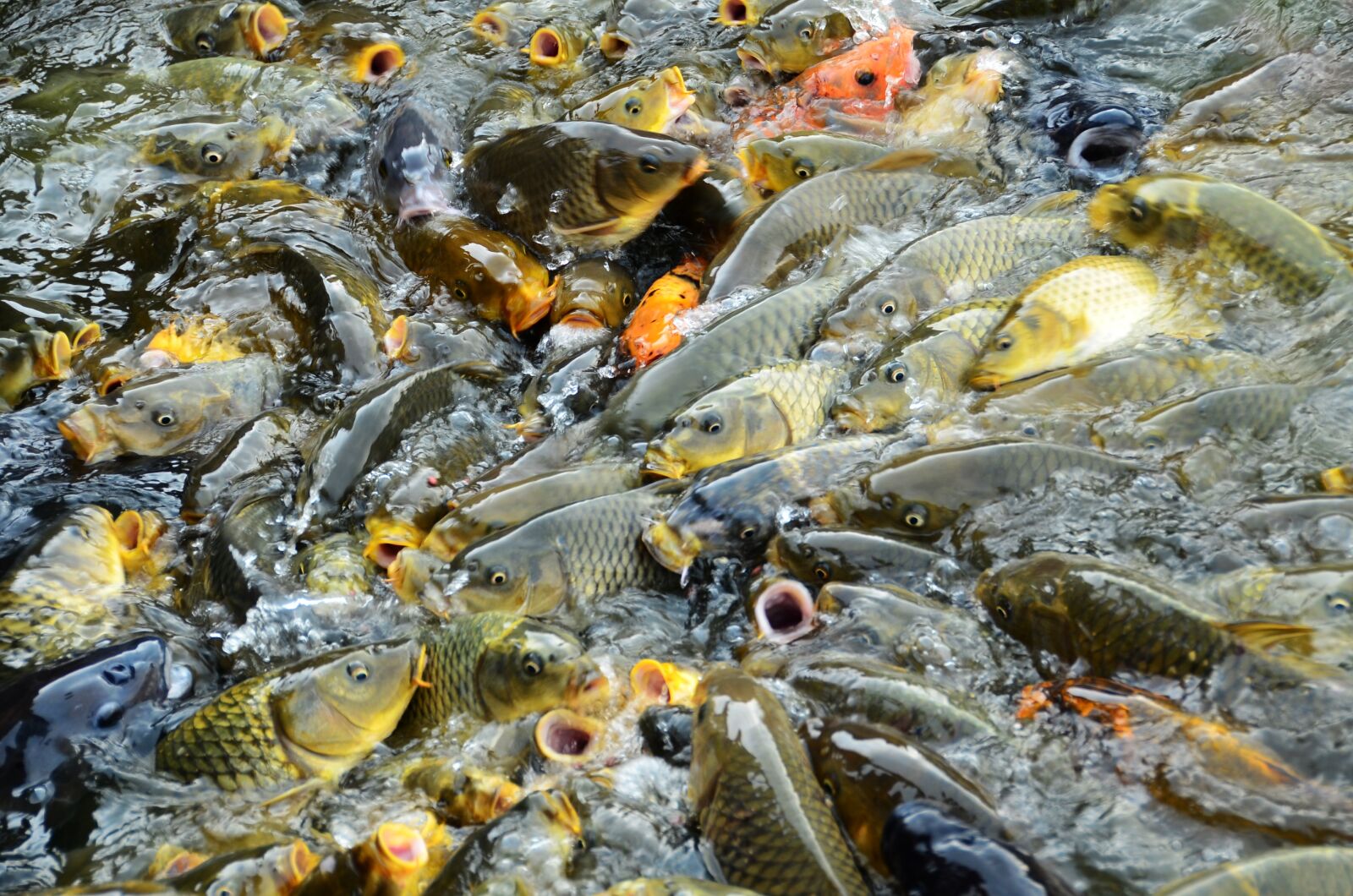 Nikon D7000 sample photo. Carp, fish, vie photography