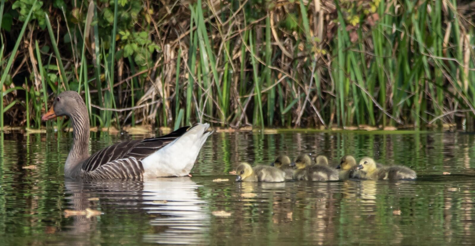 Canon EOS 7D Mark II + 150-600mm F5-6.3 DG OS HSM | Contemporary 015 sample photo. Geese and goslings, geese photography