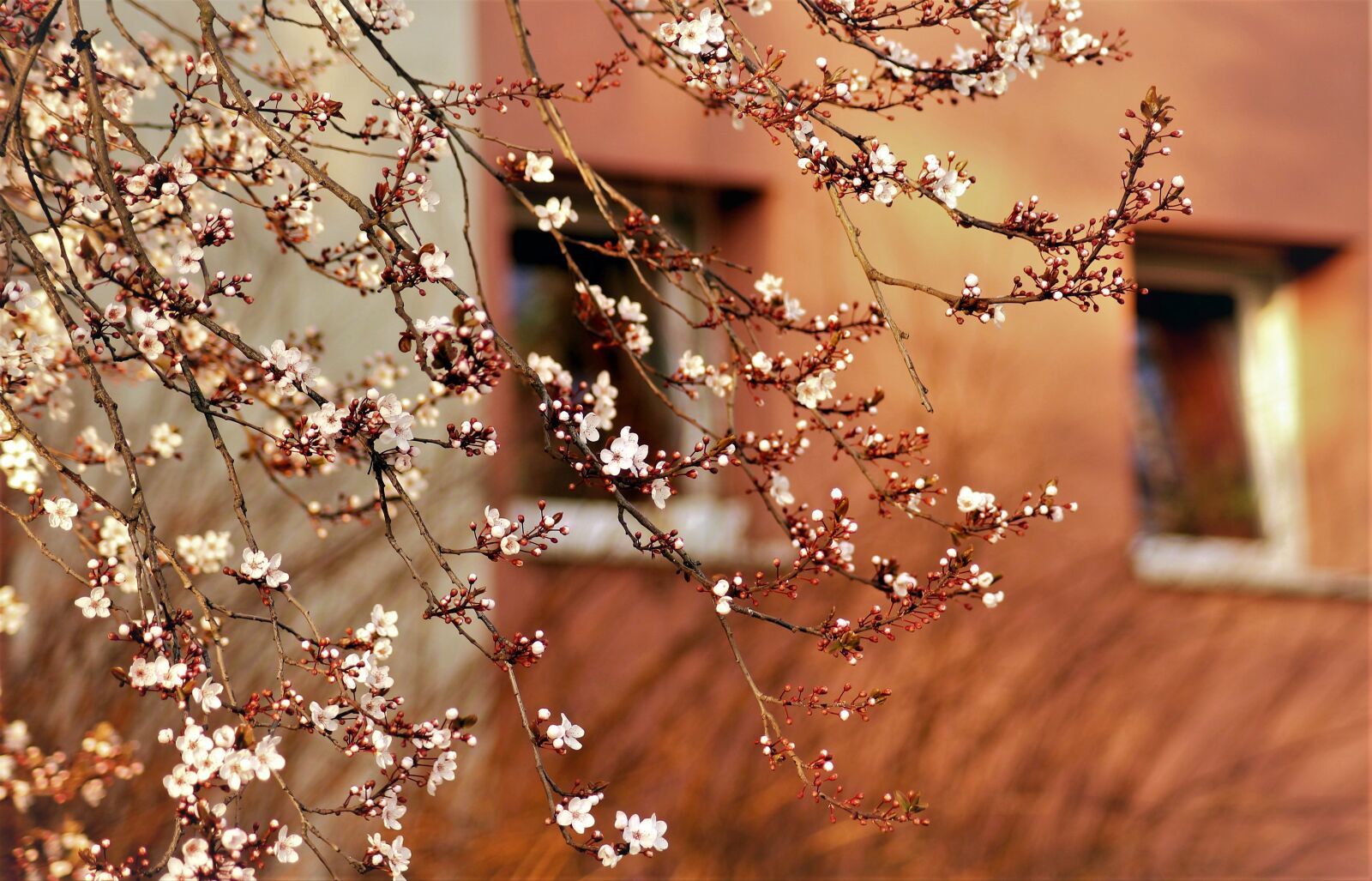 Canon EOS 1200D (EOS Rebel T5 / EOS Kiss X70 / EOS Hi) sample photo. Spring, tree, bloom photography