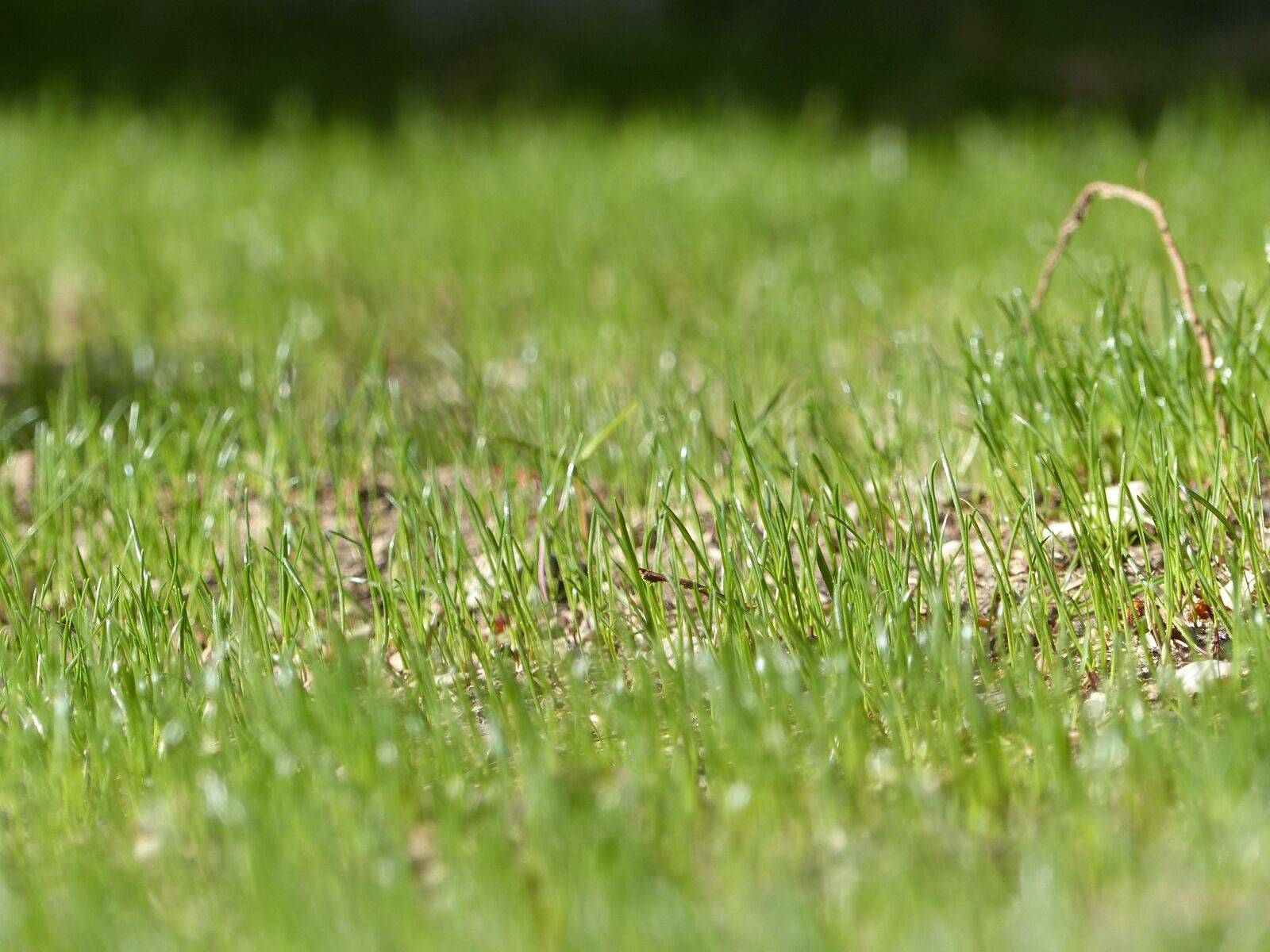 Panasonic Lumix DMC-FZ200 sample photo. Meadow, green, grass photography