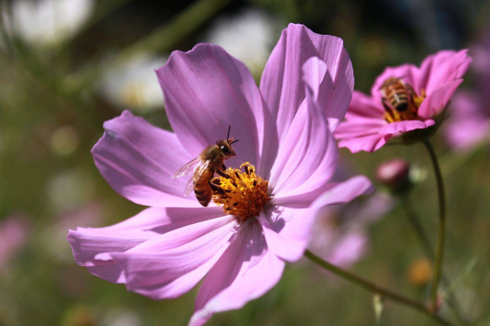 Canon EOS 500D (EOS Rebel T1i / EOS Kiss X3) sample photo. Cosmos, flowers, nature photography