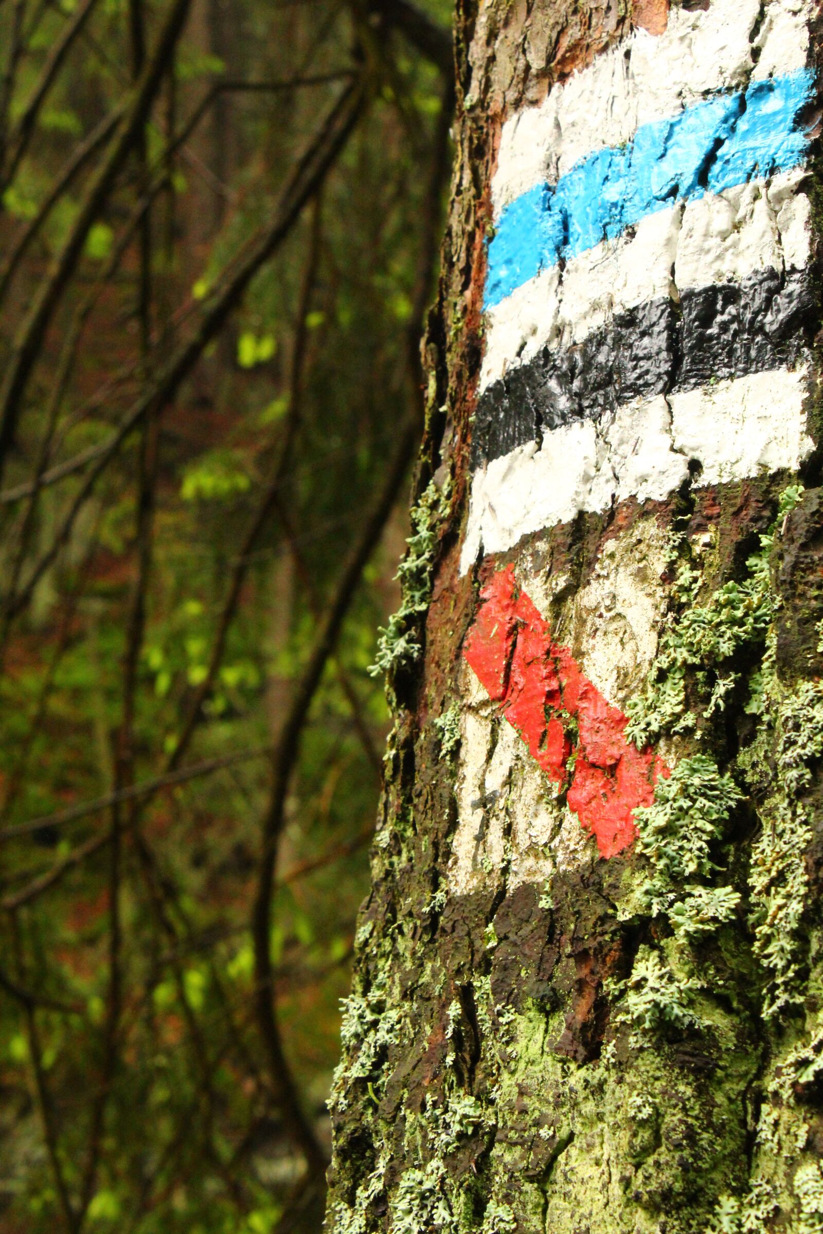 Canon EOS 4000D (EOS Rebel T100 / EOS 3000D) sample photo. Trail, tree, designation of photography