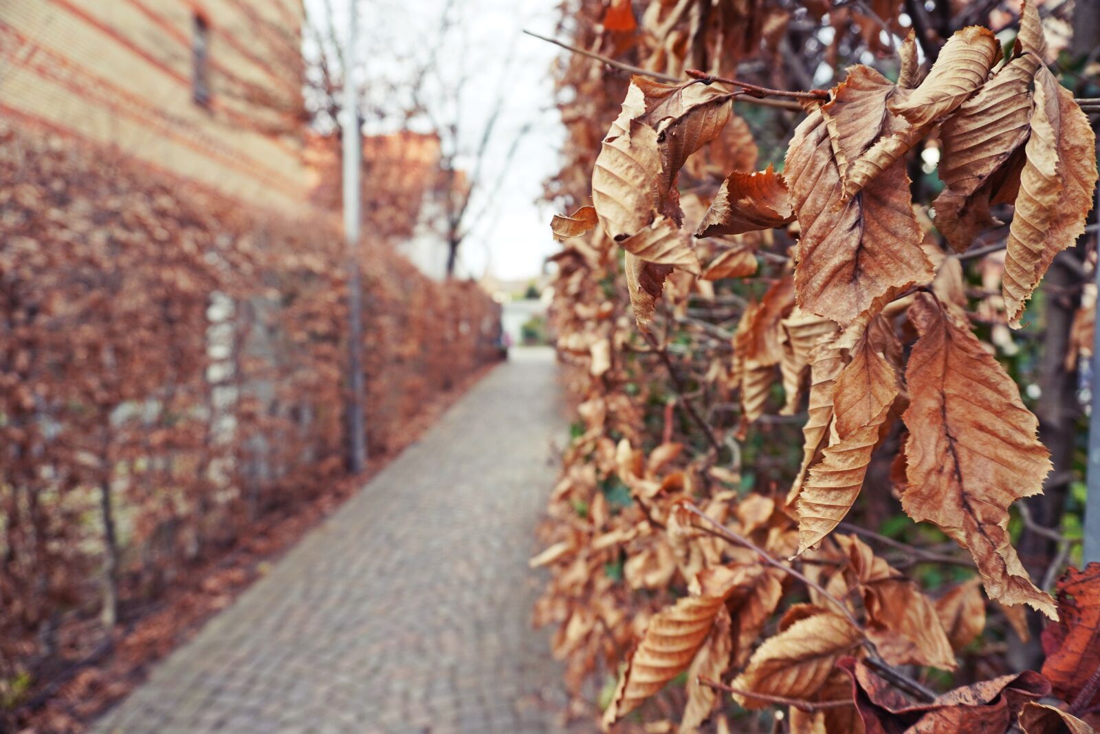 Sony a6400 sample photo. Leaves, hedge, alley photography