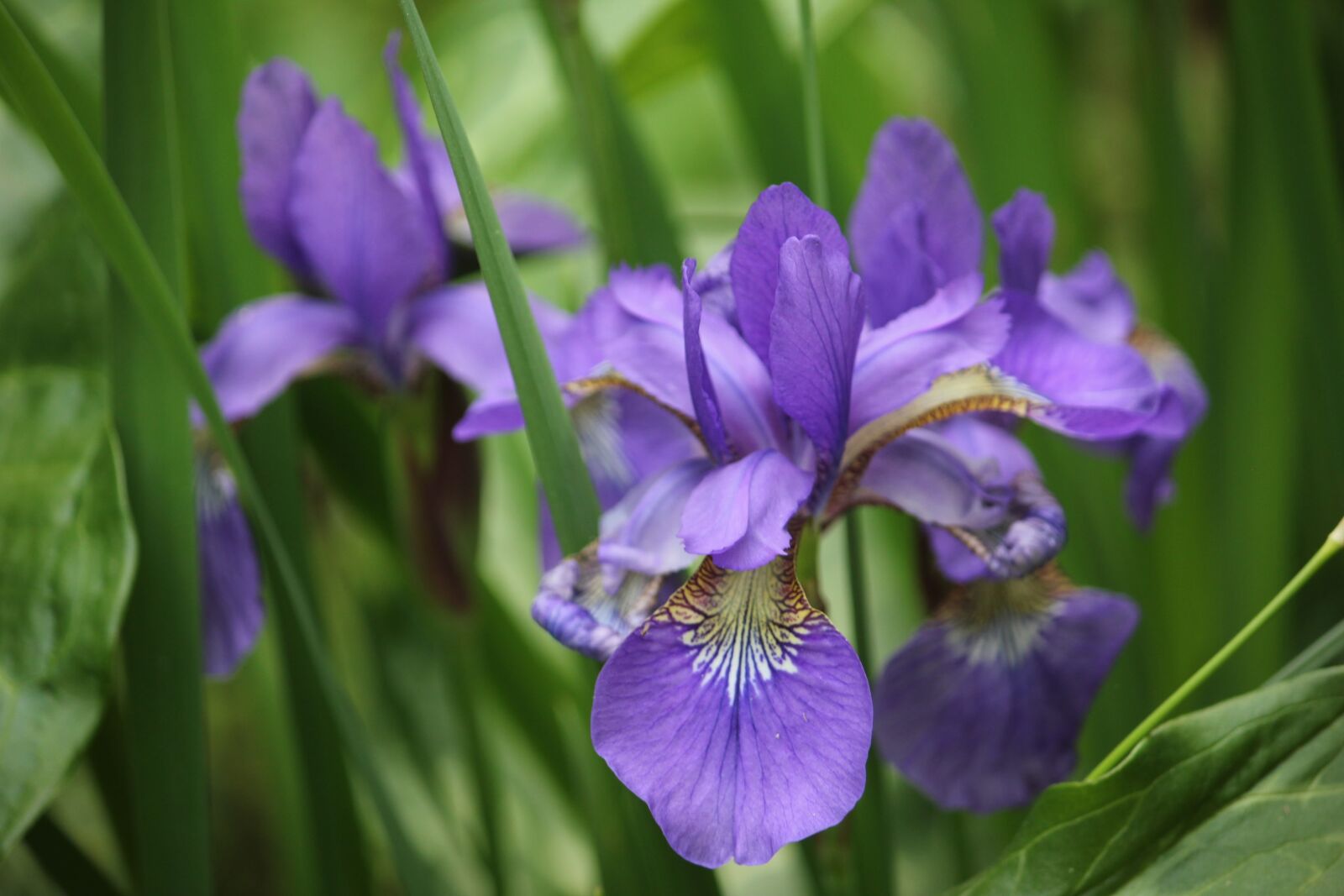 Canon EOS 550D (EOS Rebel T2i / EOS Kiss X4) sample photo. Iris, flower, purple photography