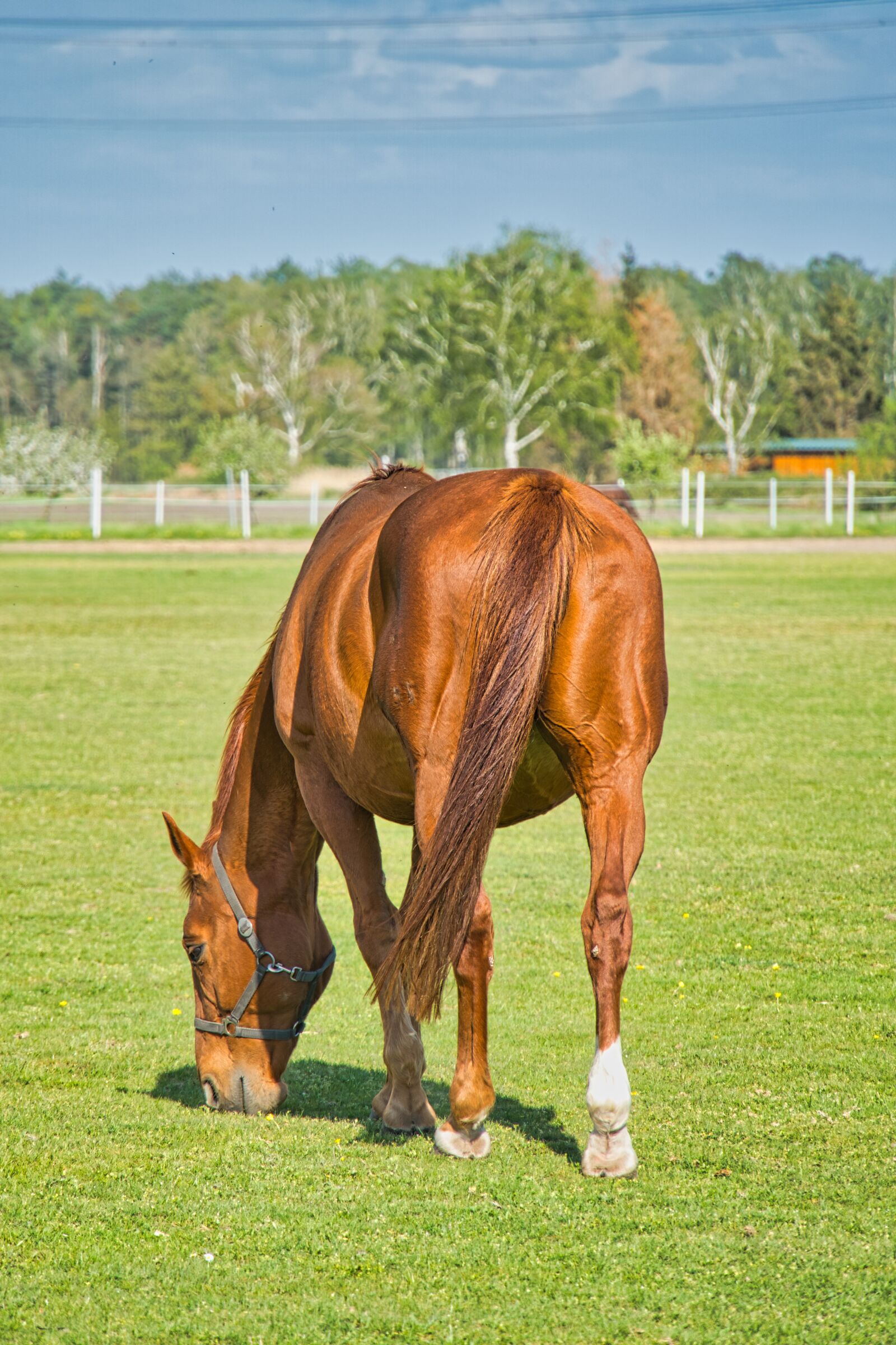 Sony a6400 sample photo. Horse, paddock, stallion photography