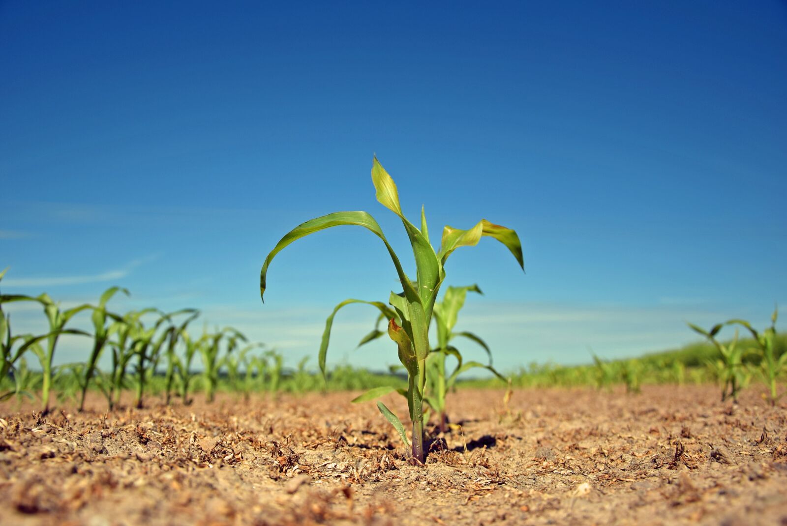 Nikon D3300 sample photo. Plant, scion, field photography