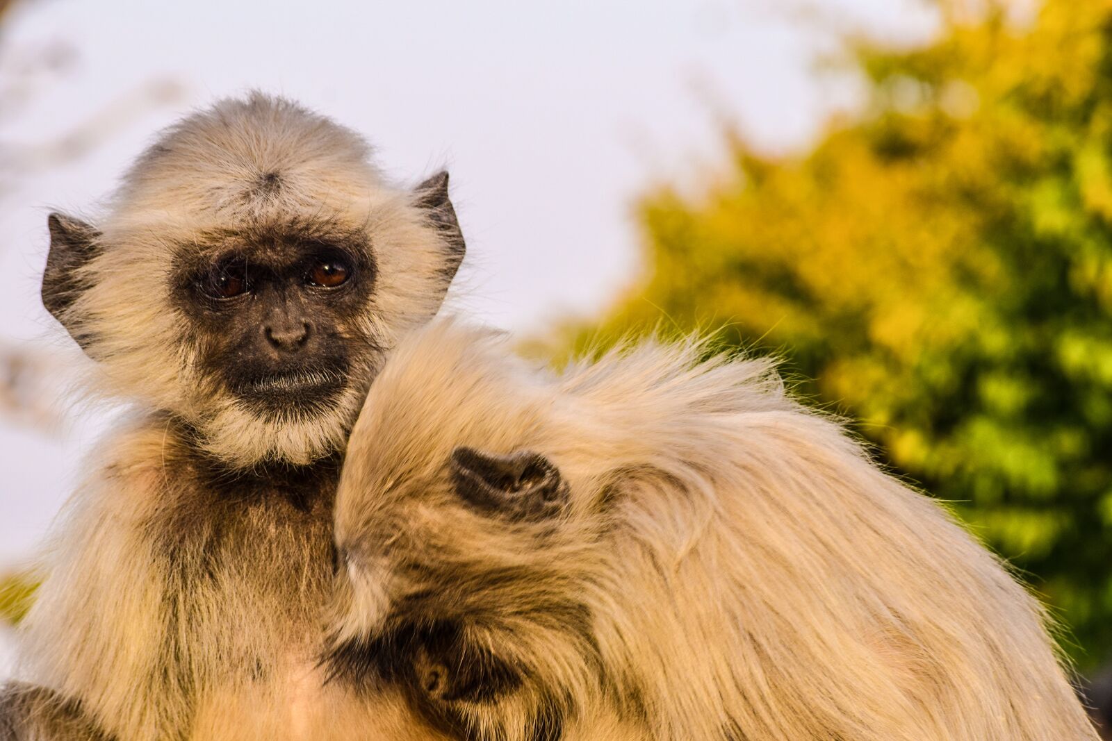 Nikon D5300 sample photo. Monkeys, animal, udaipur photography