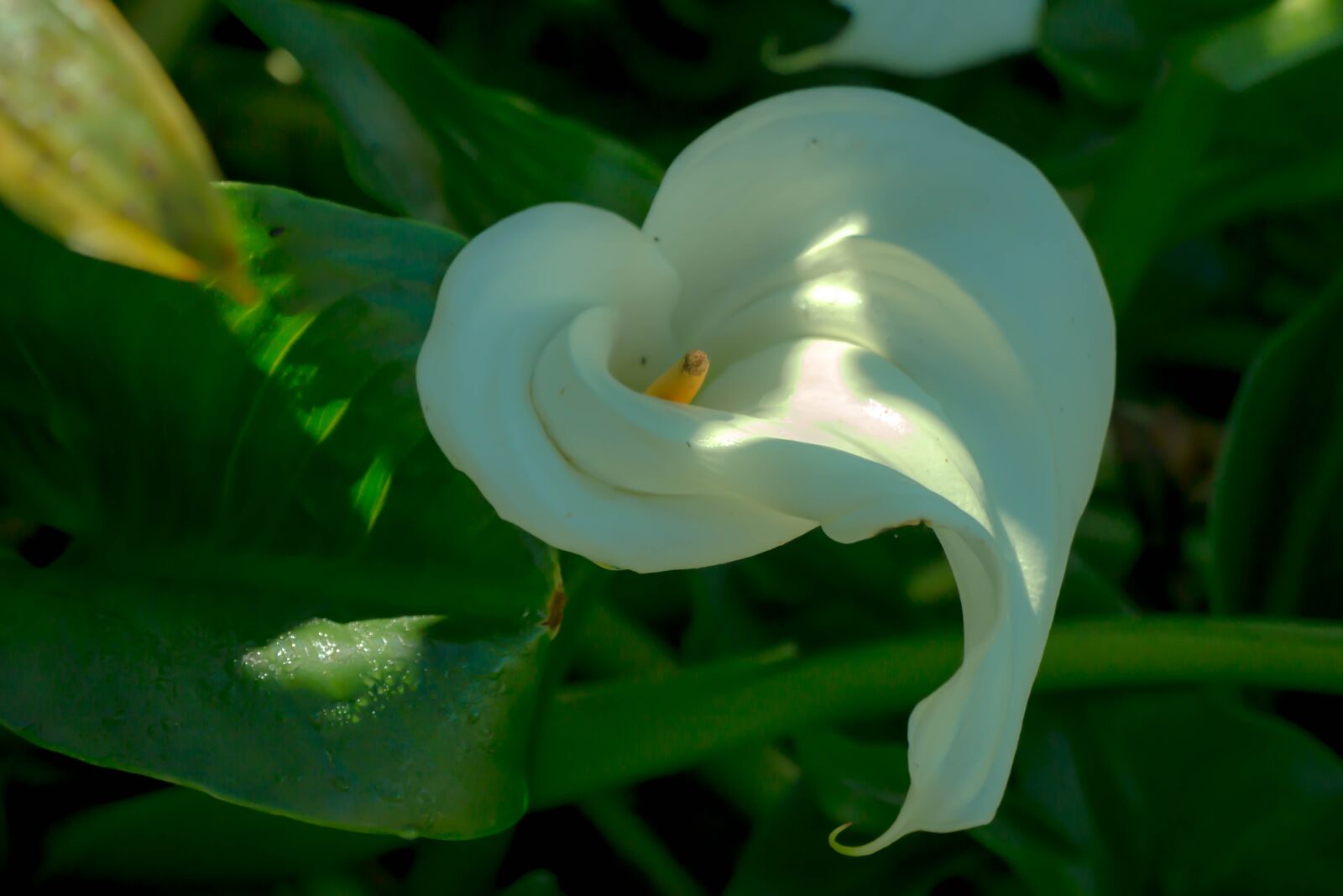 Canon EOS 70D sample photo. Flowers, flower, roses photography