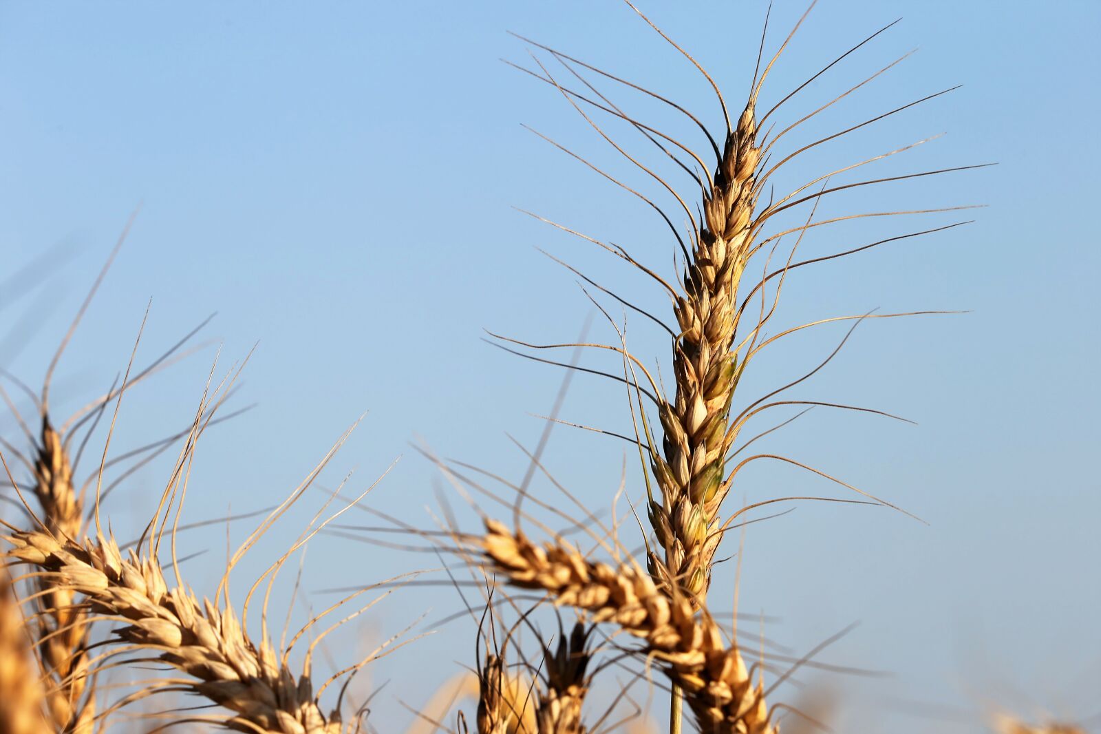 Canon EF 70-300 F4-5.6 IS II USM sample photo. Agriculture, wheat, plant photography