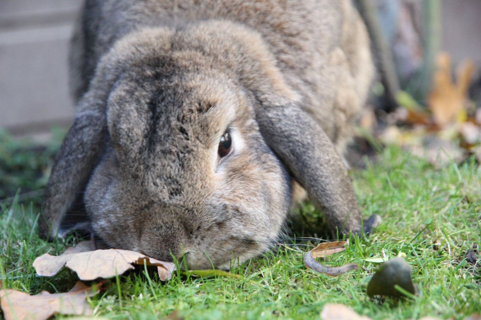Canon EOS 60D sample photo. Rabbit, dwarf aries, brown photography