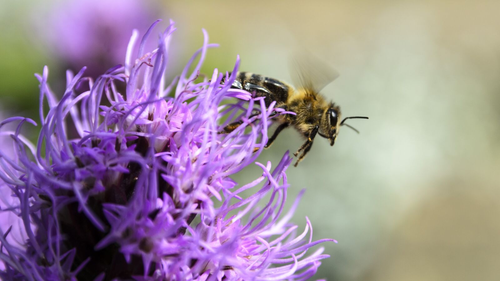 Nikon D7000 sample photo. Bee, nature, insects photography