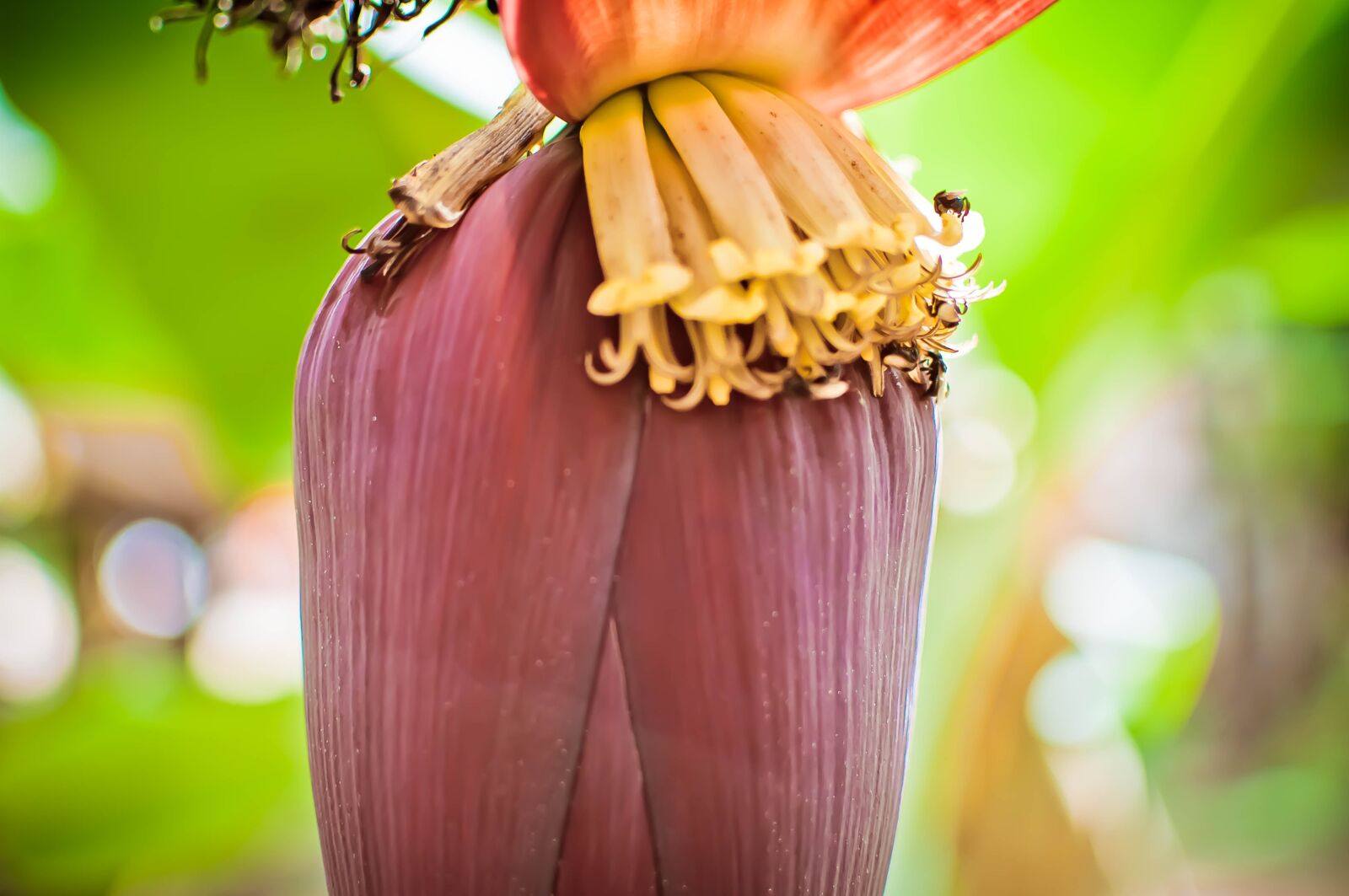 Nikon D90 sample photo. Banana, fruit, bee photography