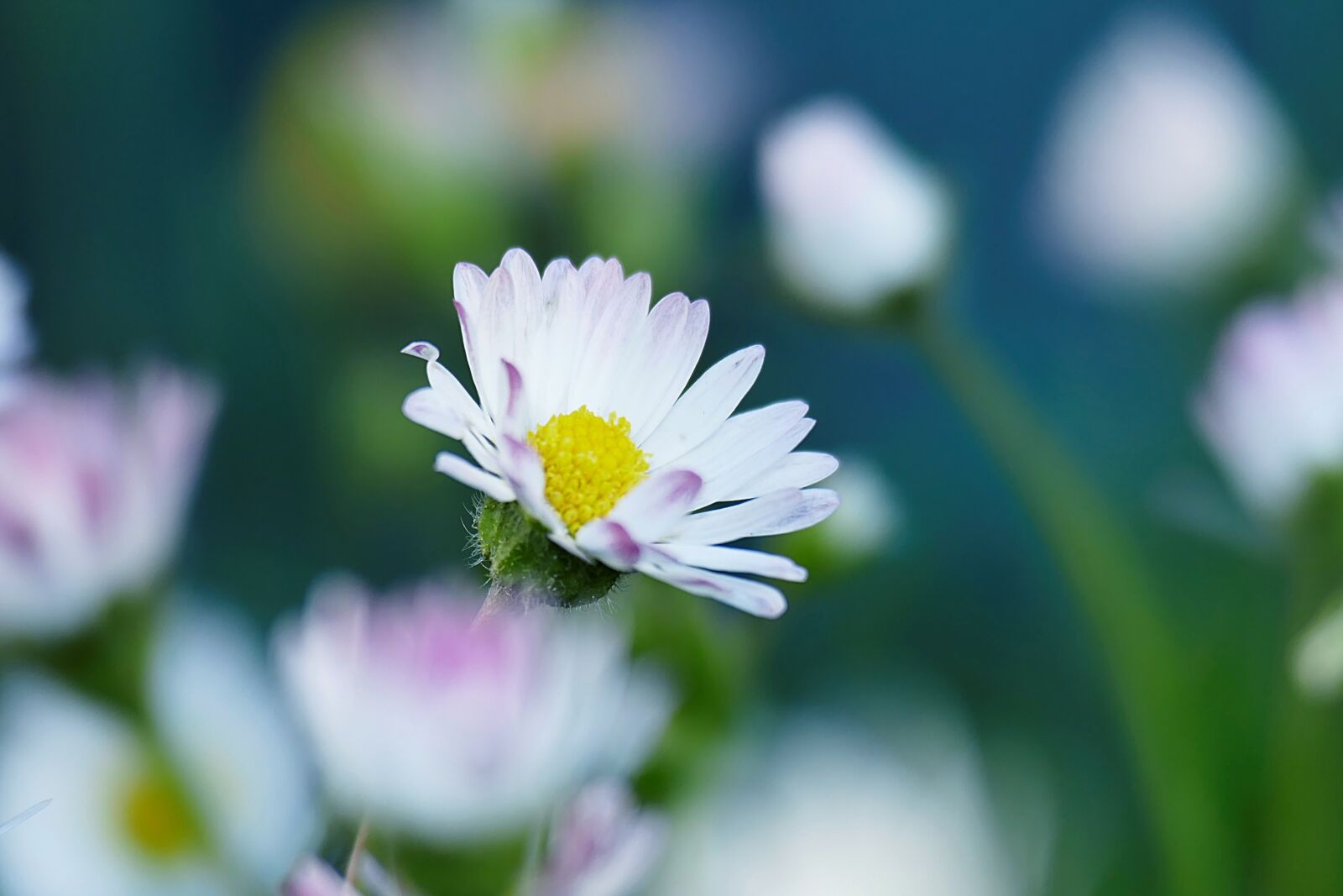 Panasonic Lumix DMC-FZ1000 sample photo. Daisy, petals, spring photography