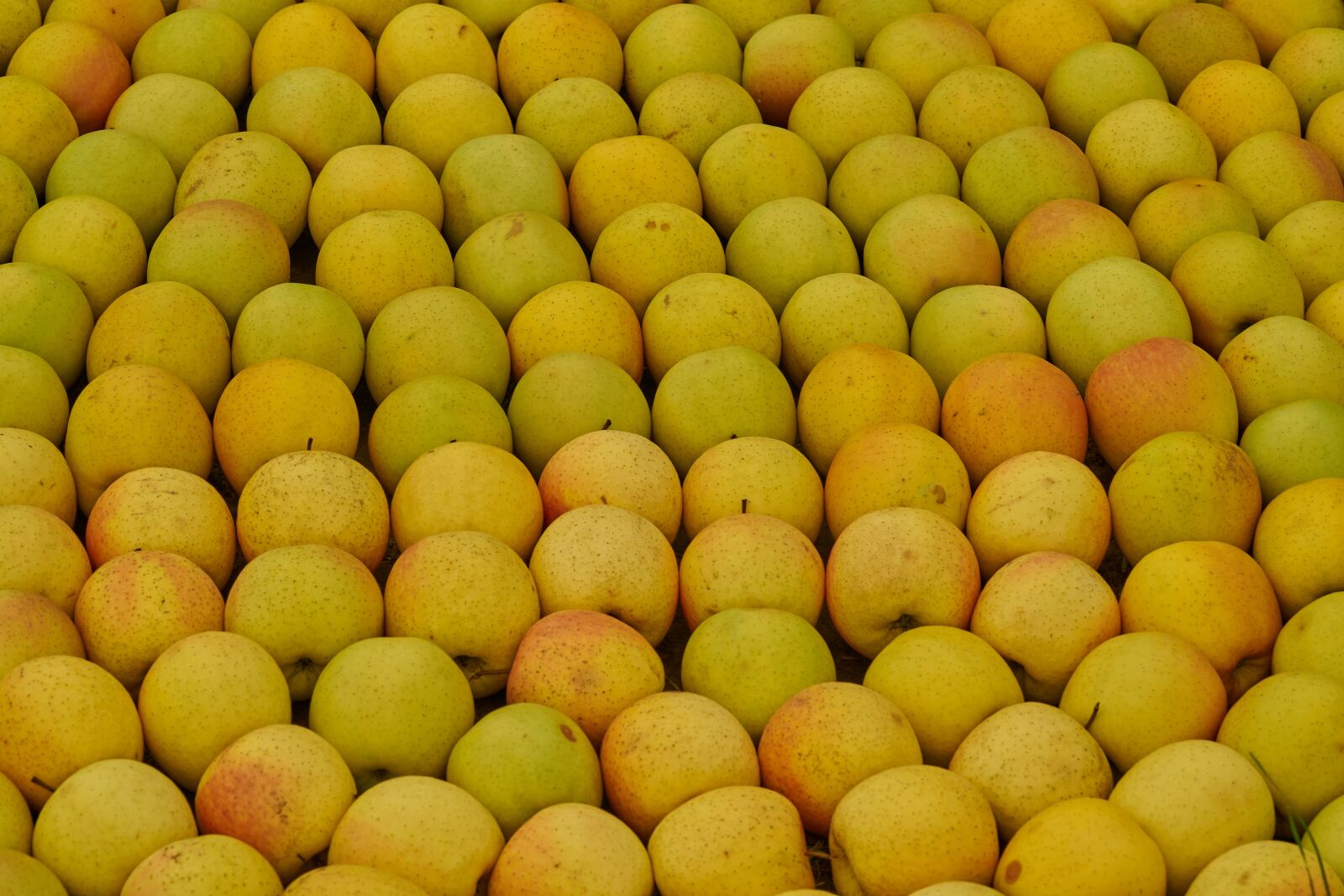 Sony FE 90mm F2.8 Macro G OSS sample photo. Apple, yellow, harvest photography