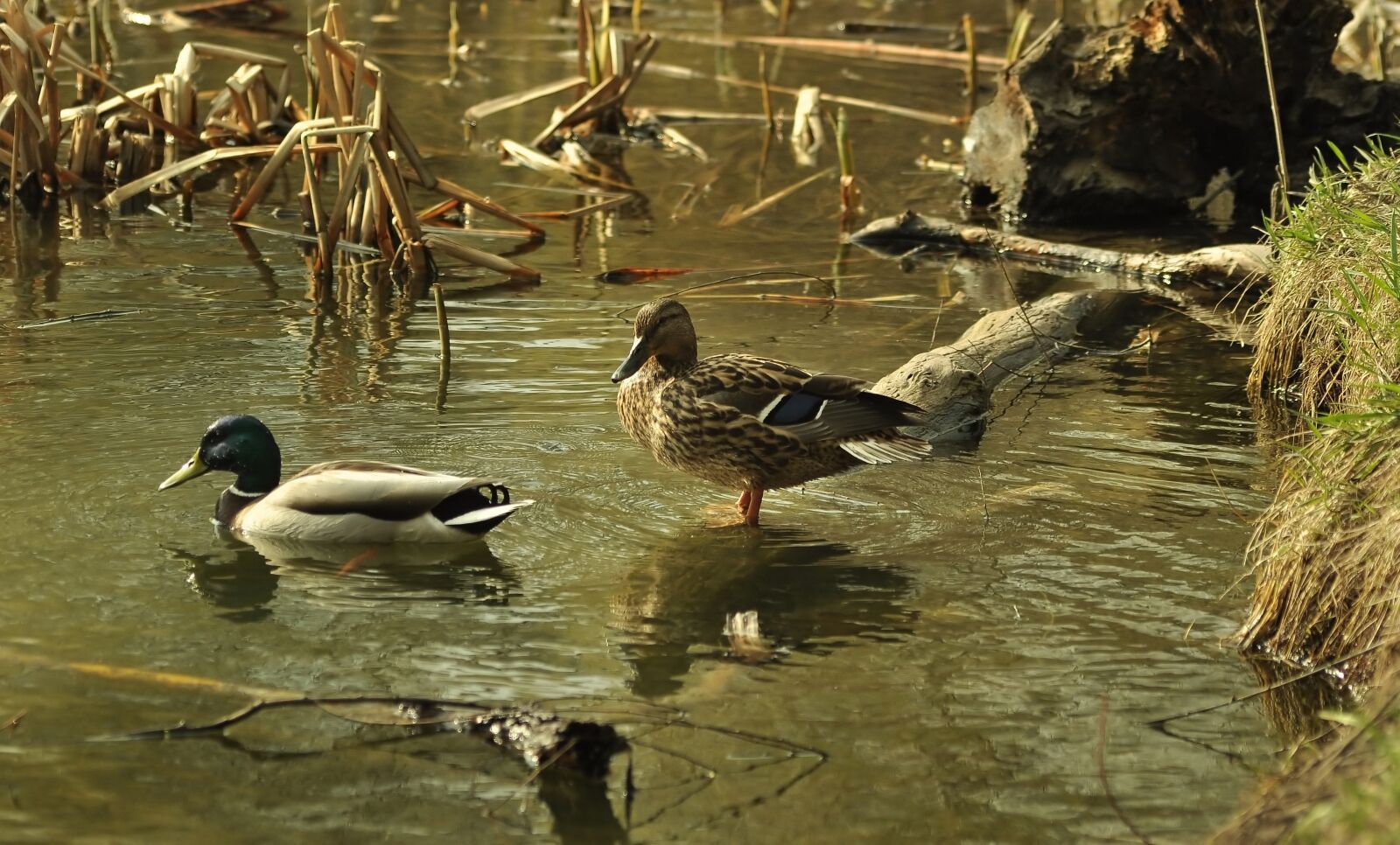 Nikon D90 sample photo. Duck, ducks, drake photography