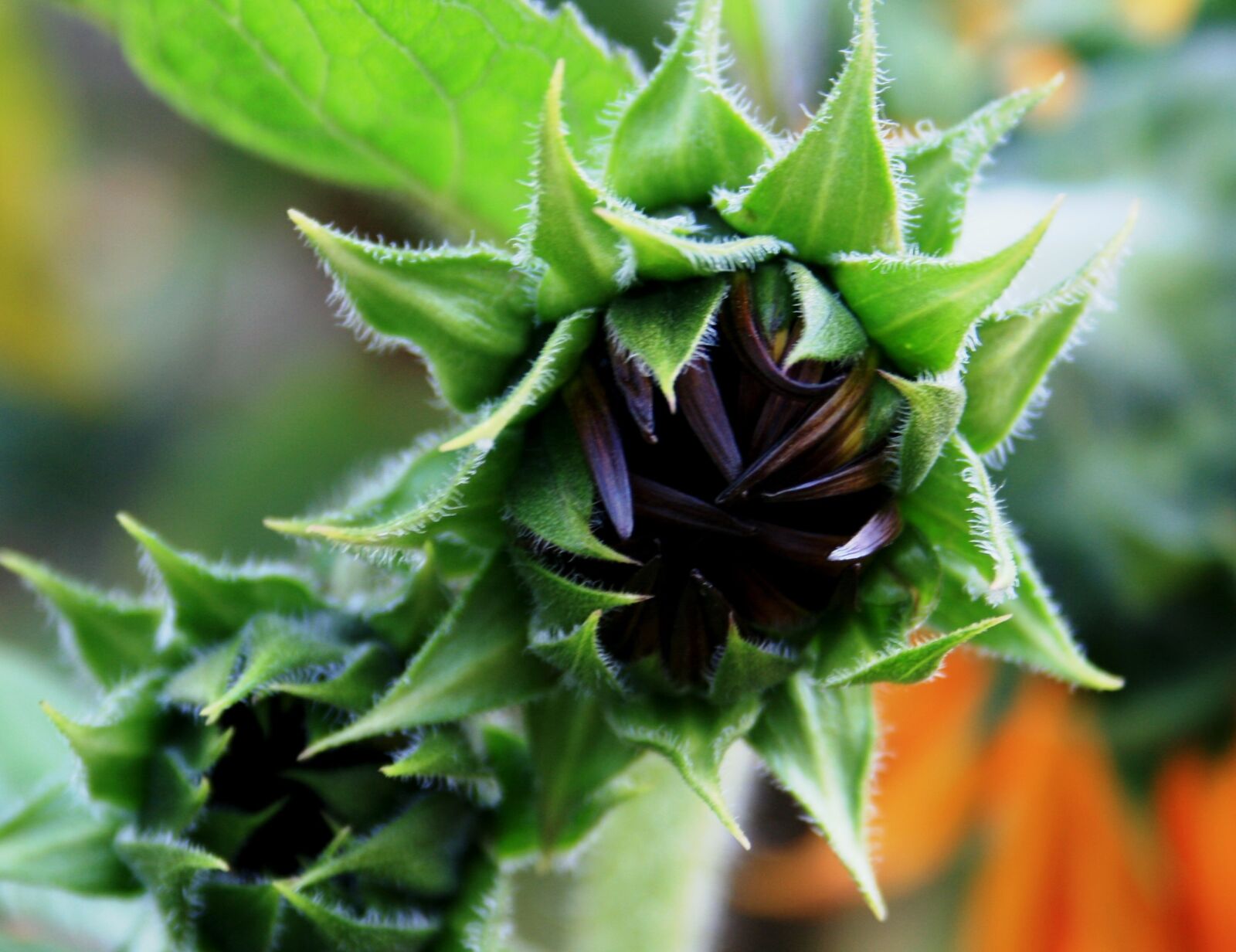 Canon EOS 400D (EOS Digital Rebel XTi / EOS Kiss Digital X) sample photo. Sunflower, helianthus, buds photography
