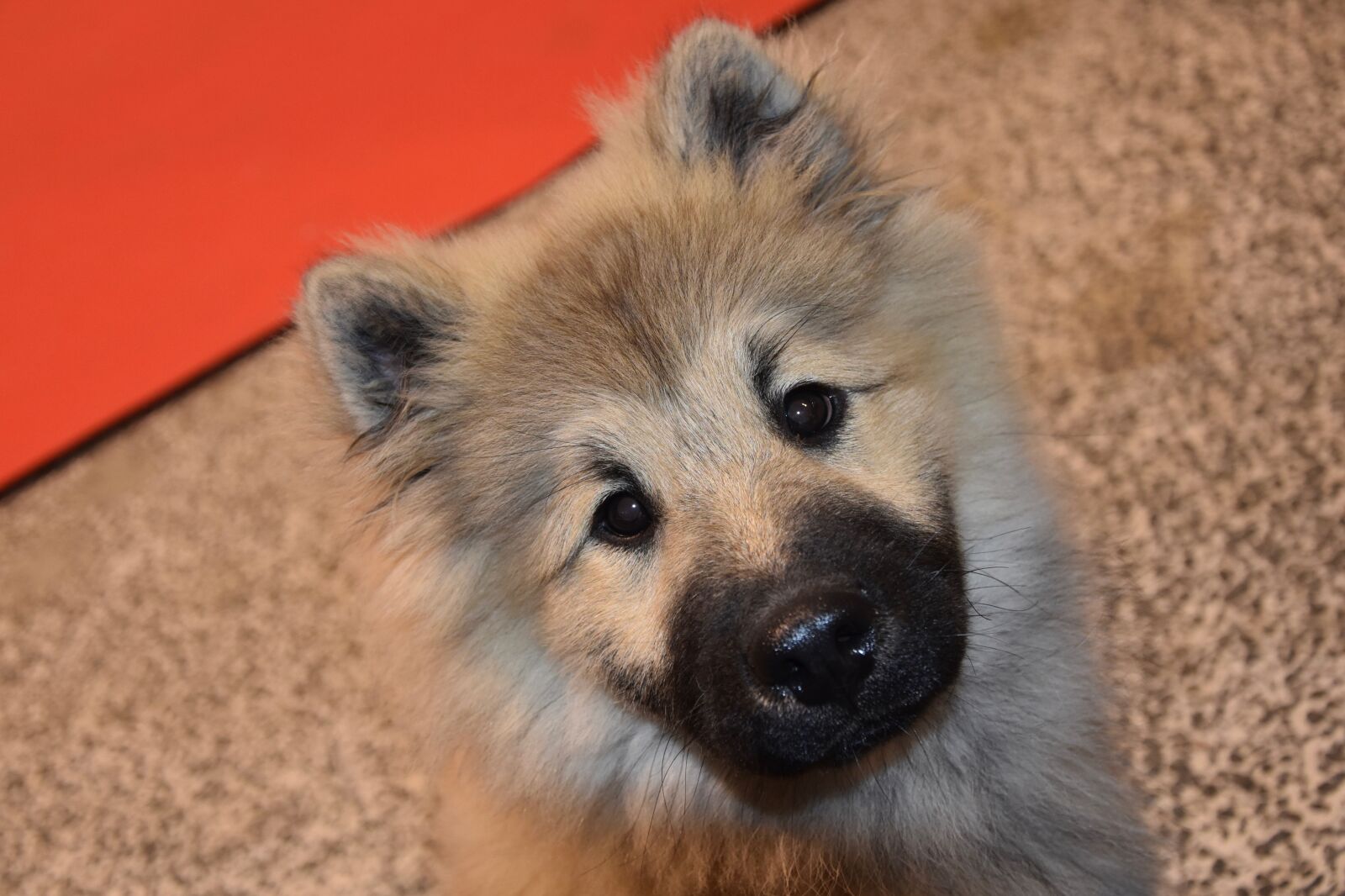 Nikon D5600 sample photo. Dog, pup, dog eurasier photography