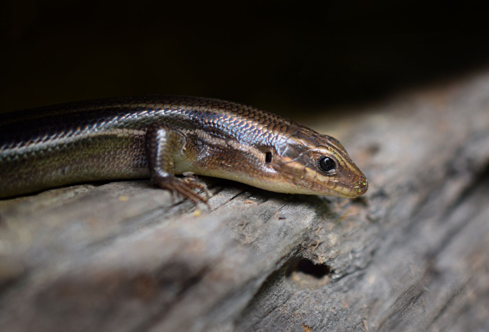 Nikon D5300 sample photo. Lizard, salamander, reptile photography