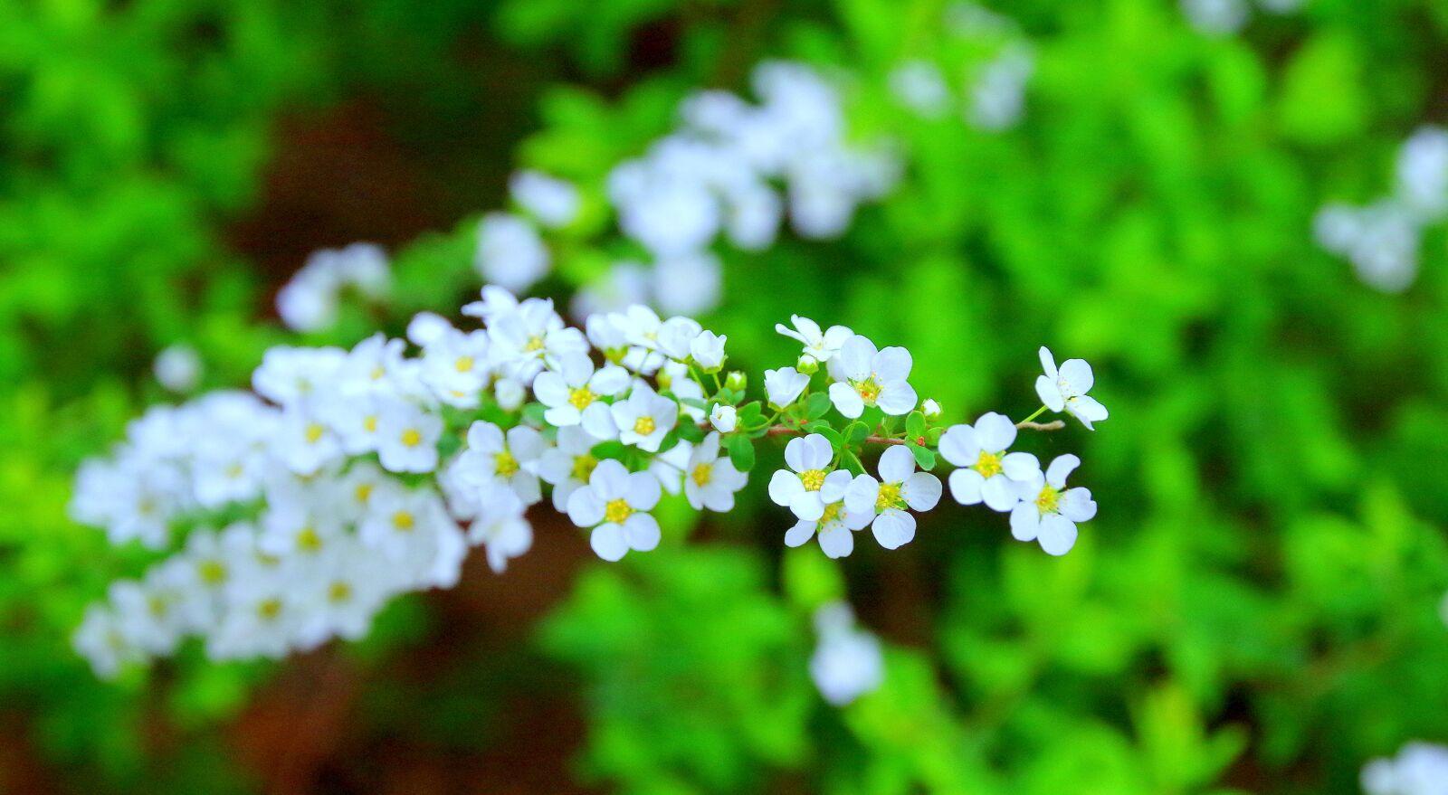 Pentax K-30 sample photo. Cherry blossoms, spring, flowers photography