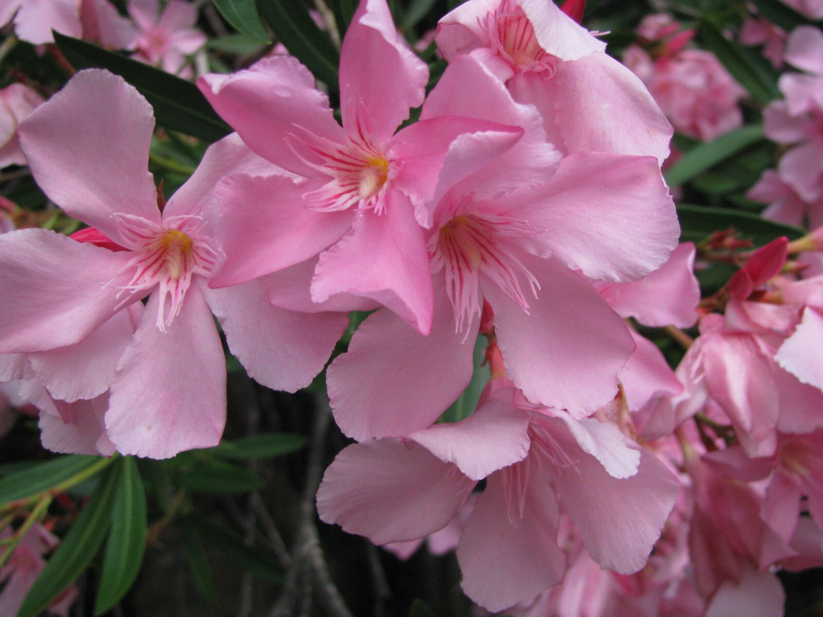 Canon POWERSHOT SX100 IS sample photo. Oleander, flower, summer photography
