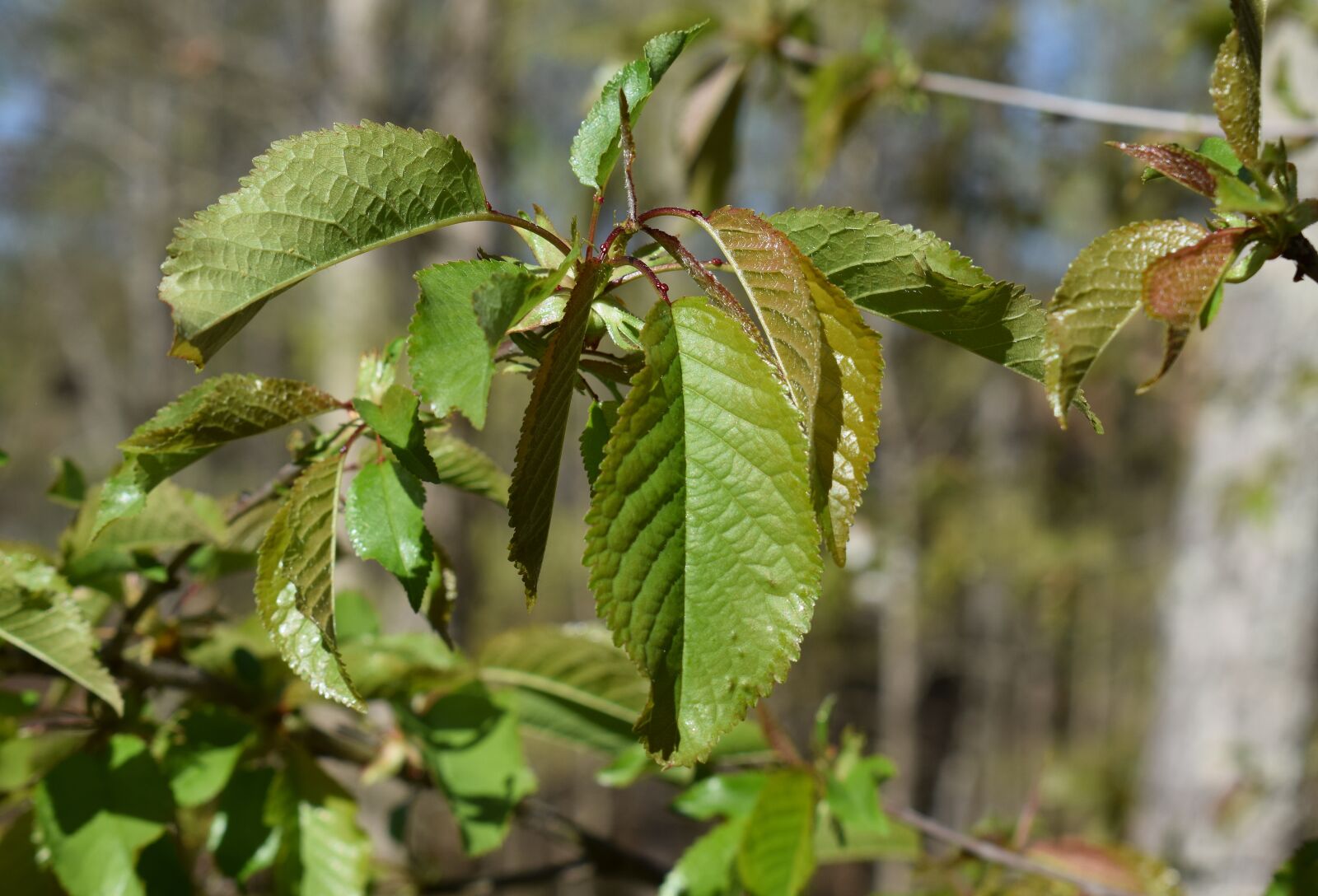 Nikon D3300 sample photo. New plum leaves, plum photography