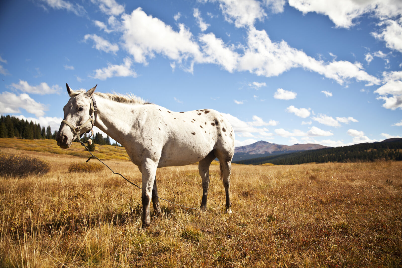 Canon EOS 5D Mark II + Canon EF 24-70mm F2.8L II USM sample photo. Agriculture, animal, cavalry, close photography