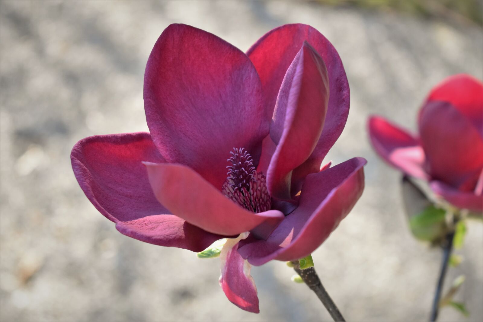 Nikon D5500 sample photo. Magnolia, blossom, bloom photography