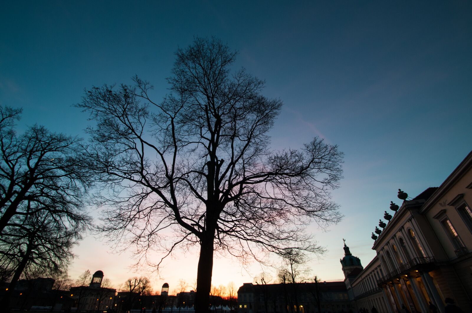 Nikon D300 sample photo. Winter, silhouette, tree photography