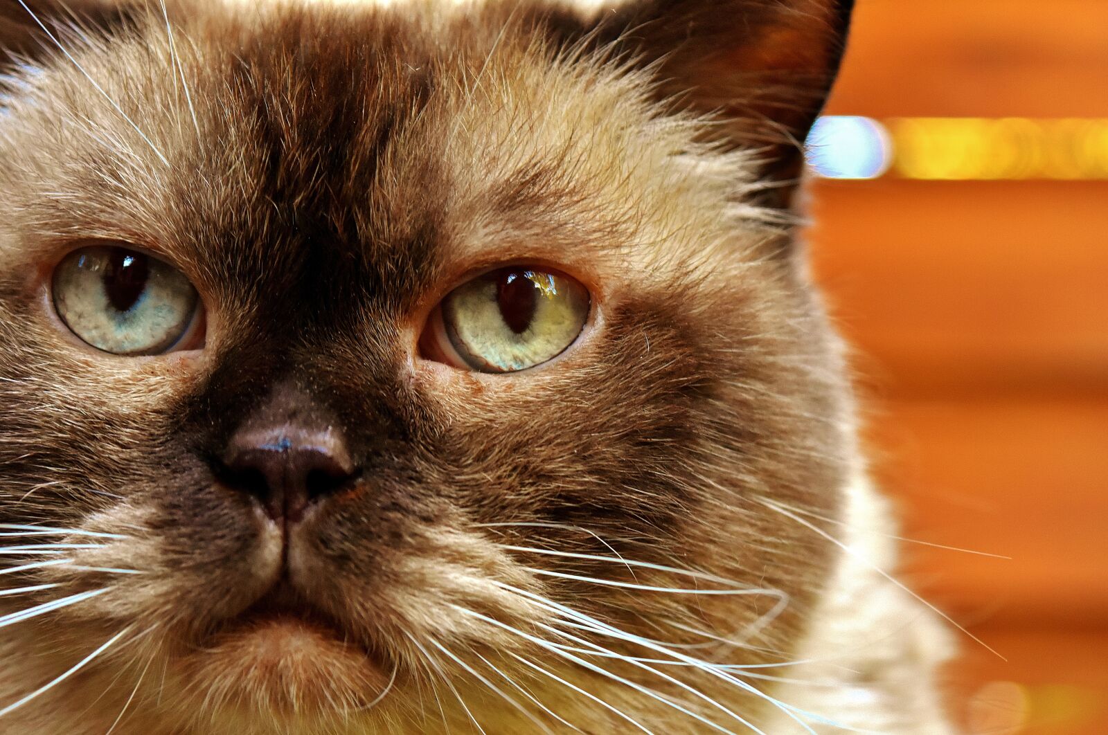 Nikon D7200 sample photo. British shorthair, cat, animal photography