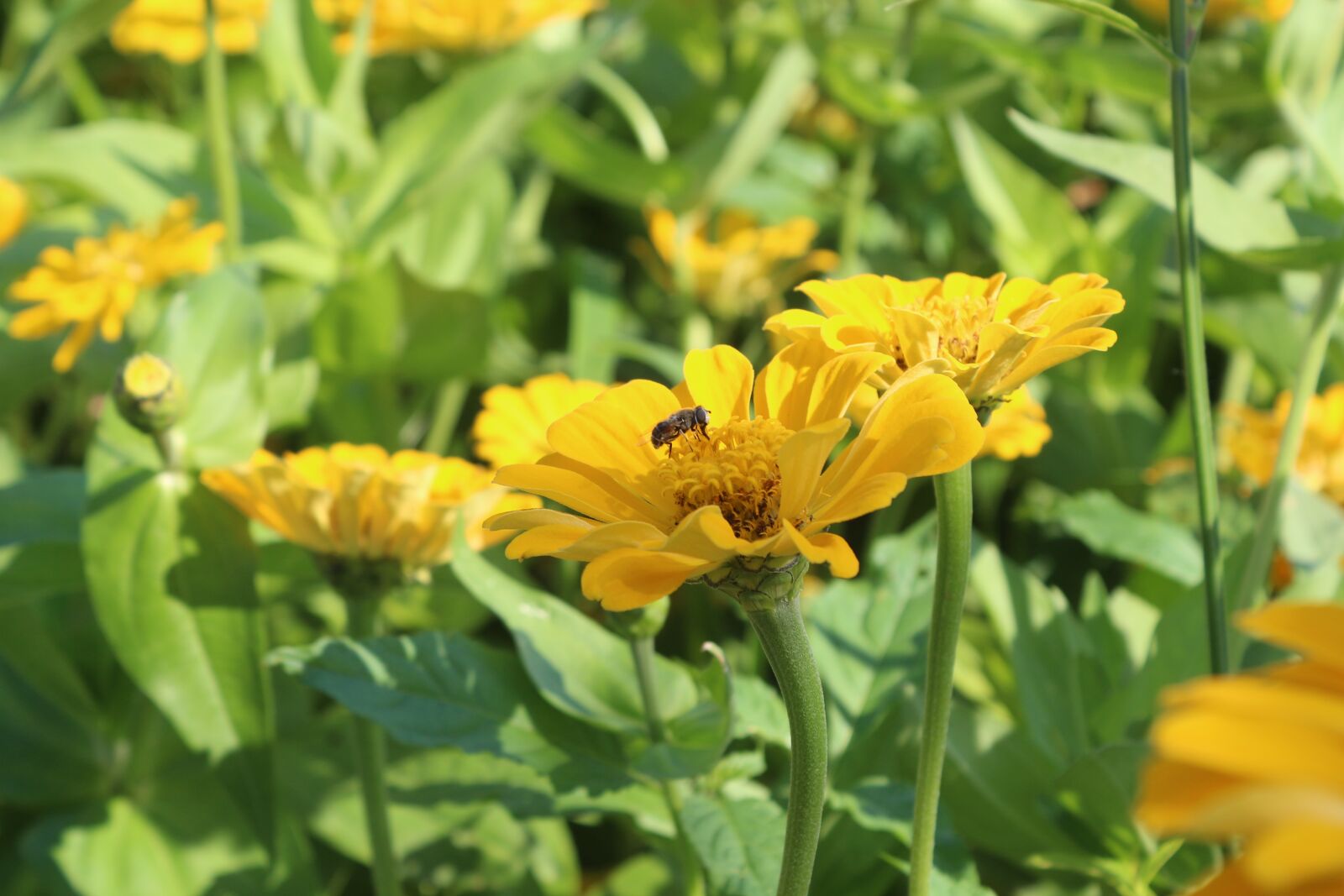 Canon EOS 650D (EOS Rebel T4i / EOS Kiss X6i) sample photo. Flowers, bee, cornflower photography