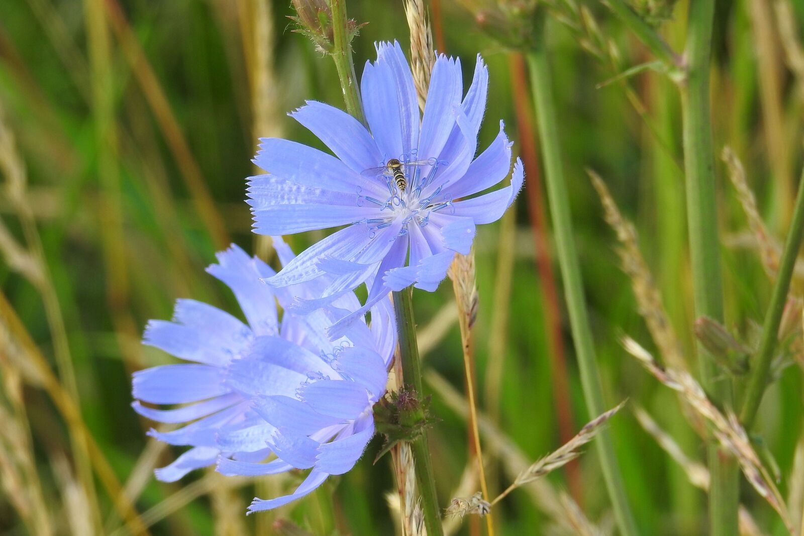 Nikon Coolpix P900 sample photo. Chicory, blue, flowers photography