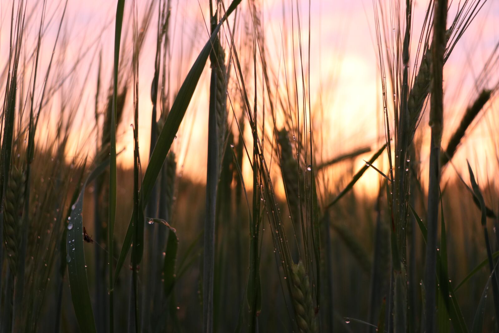 Canon EF-S 18-135mm F3.5-5.6 IS USM sample photo. Grain, summer, nature photography