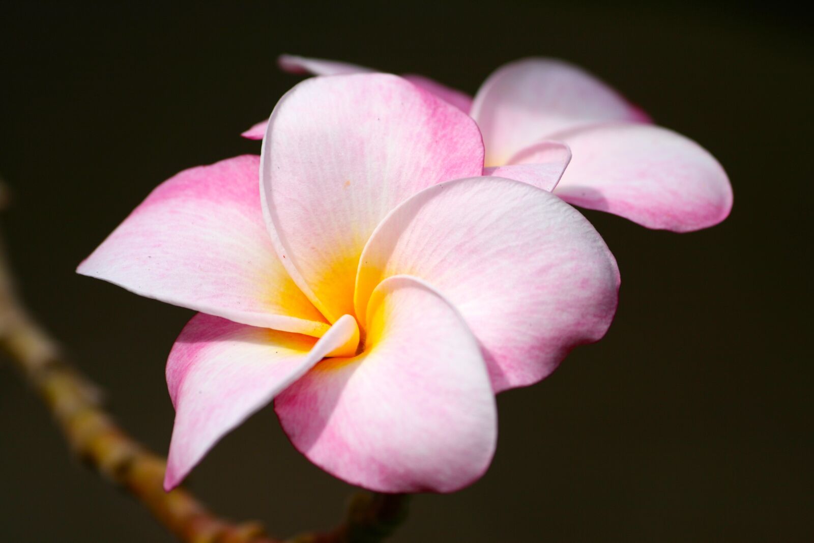 Canon EOS 400D (EOS Digital Rebel XTi / EOS Kiss Digital X) sample photo. Plumeria, pink, tropical photography