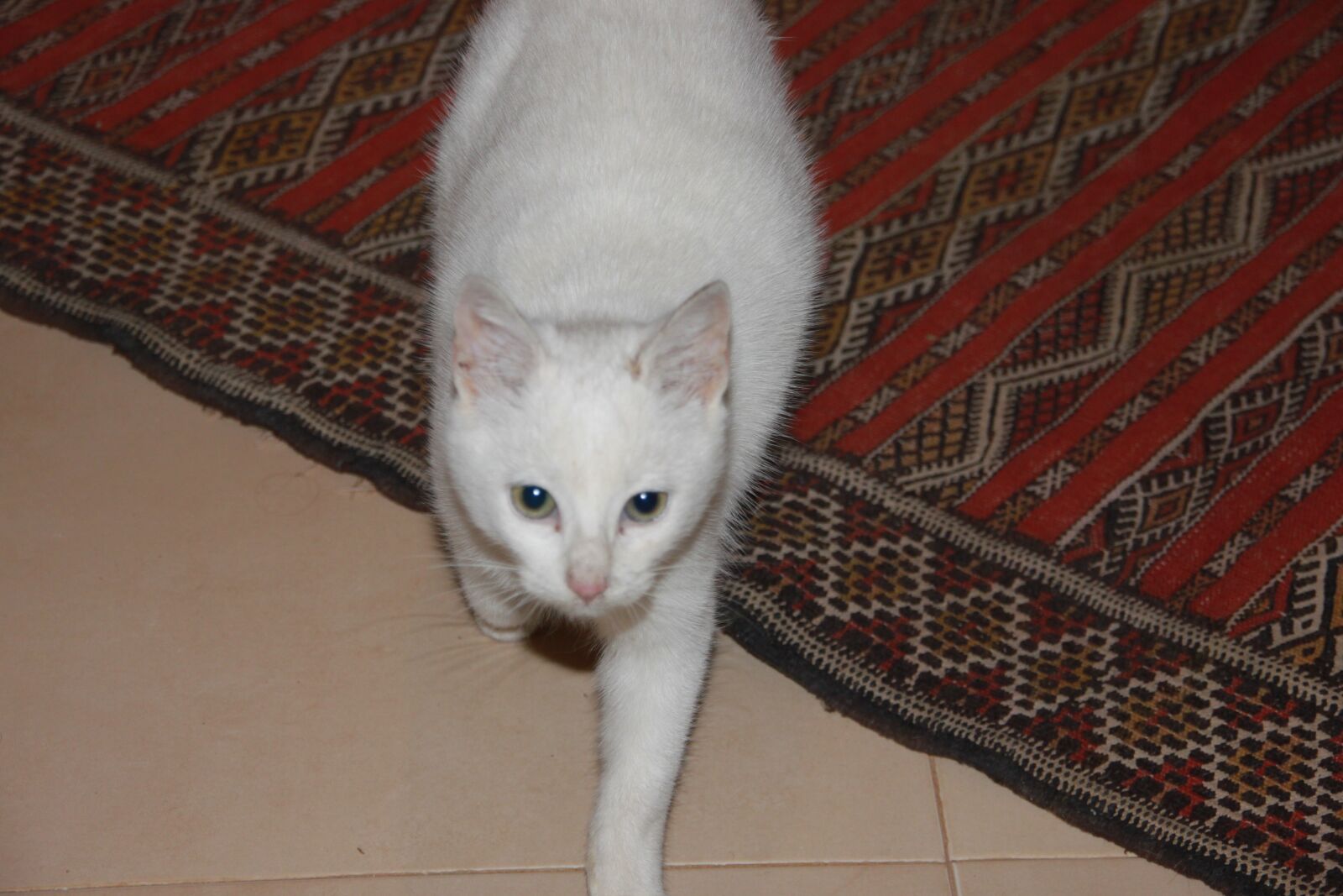 Canon EOS 500D (EOS Rebel T1i / EOS Kiss X3) sample photo. Cat, white, domestic photography