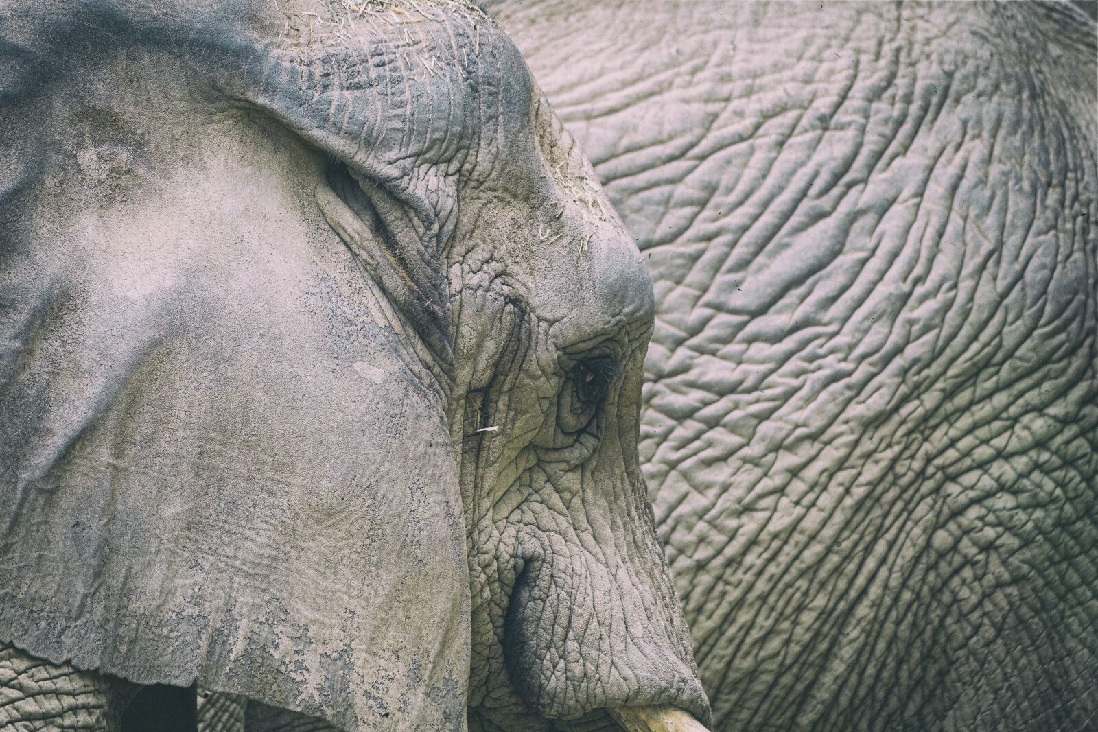 Tamron 100-400mm F4.5-6.3 Di VC USD sample photo. Elephant, zoo, animal photography