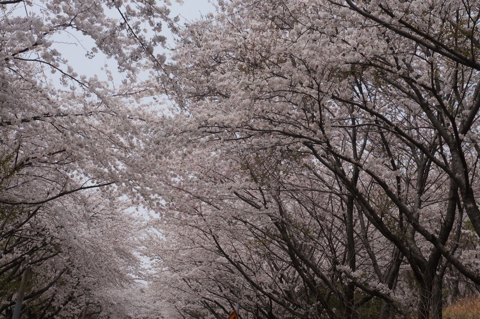 Sony Alpha NEX-5N sample photo. Cherry blossoms, spring, blossom photography