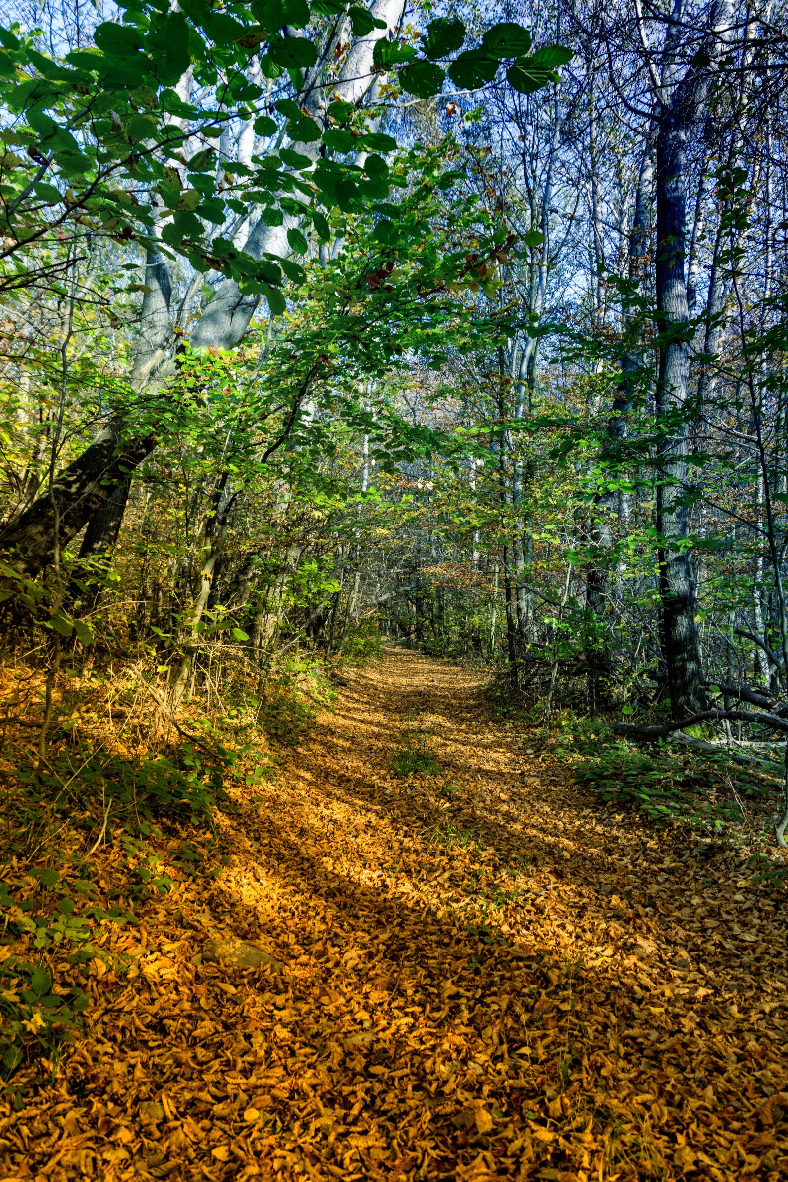 Nikon D5300 sample photo. Forest road, forest, the photography
