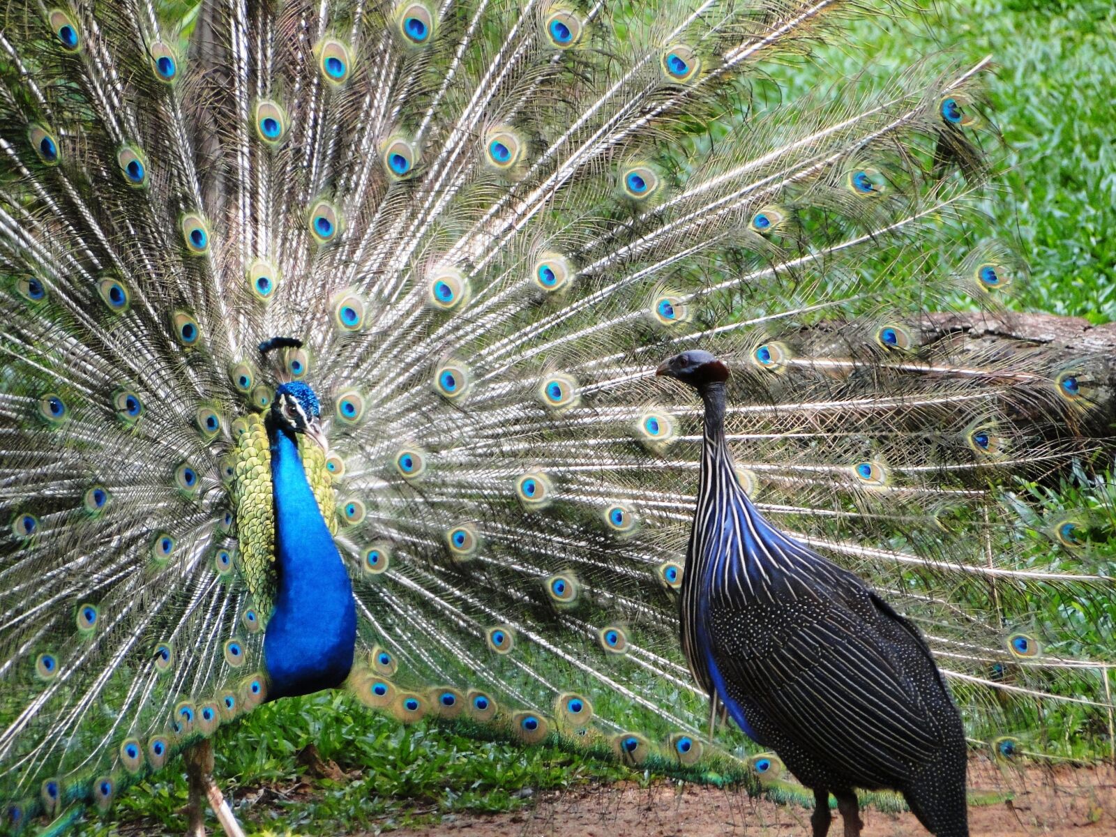 Sony Cyber-shot DSC-HX1 sample photo. Peacock, bird, nature photography