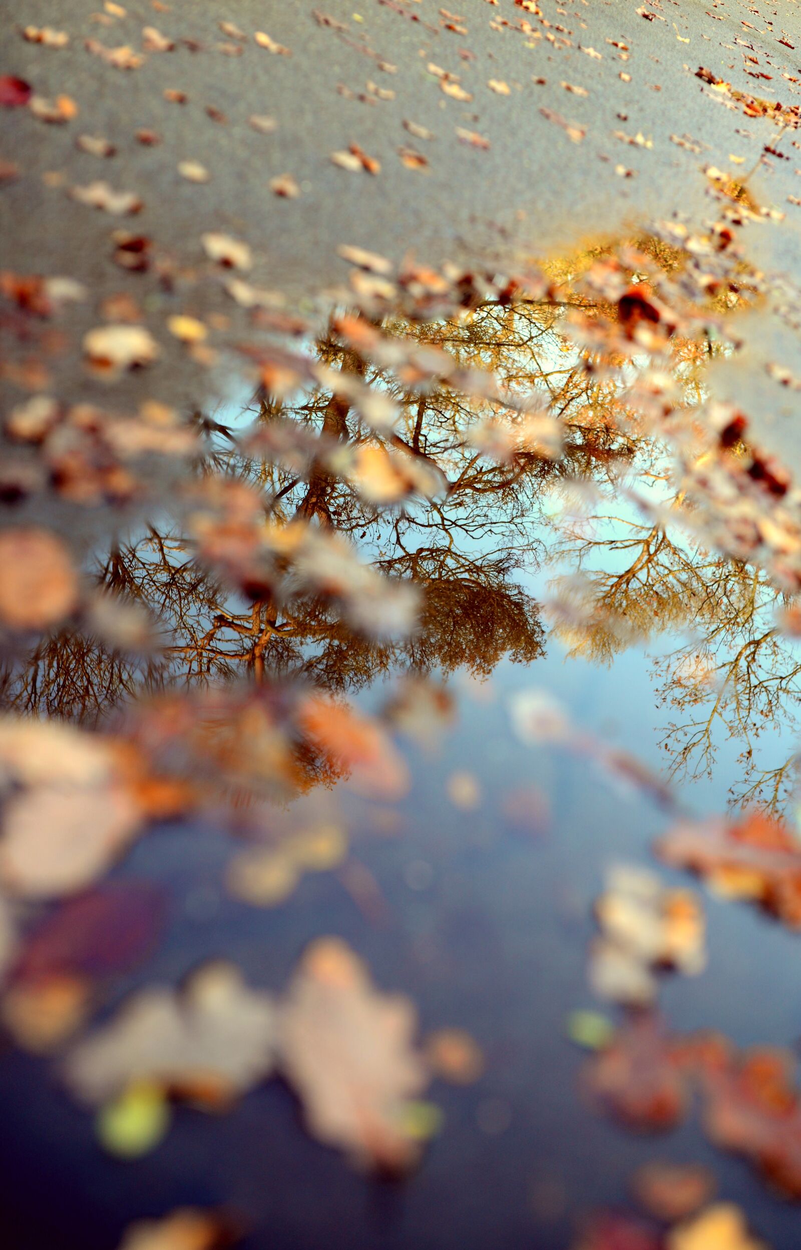 Nikon D610 sample photo. Puddle, autumn, leaves photography