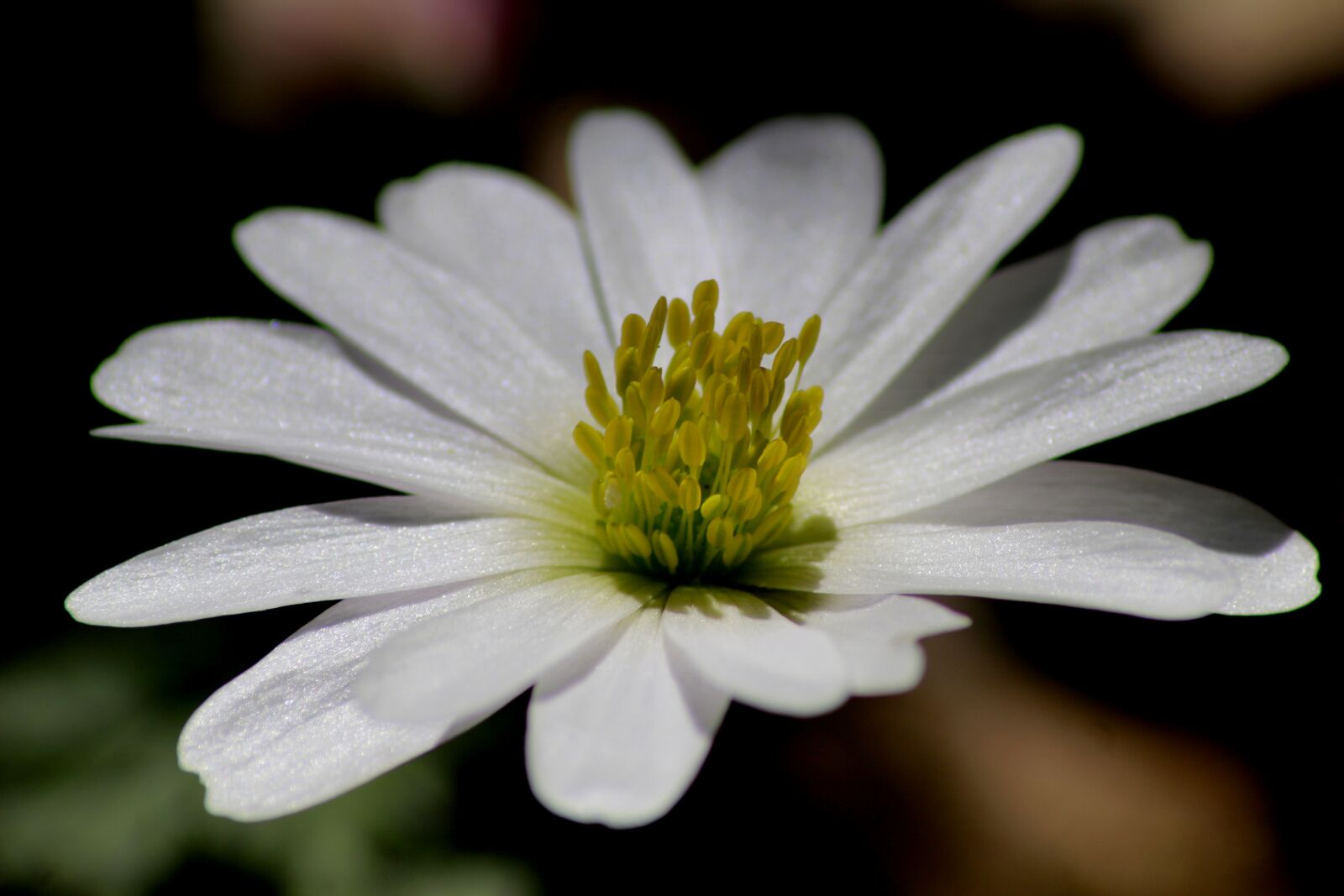 Canon EOS 100D (EOS Rebel SL1 / EOS Kiss X7) sample photo. Flower, nature, plant photography
