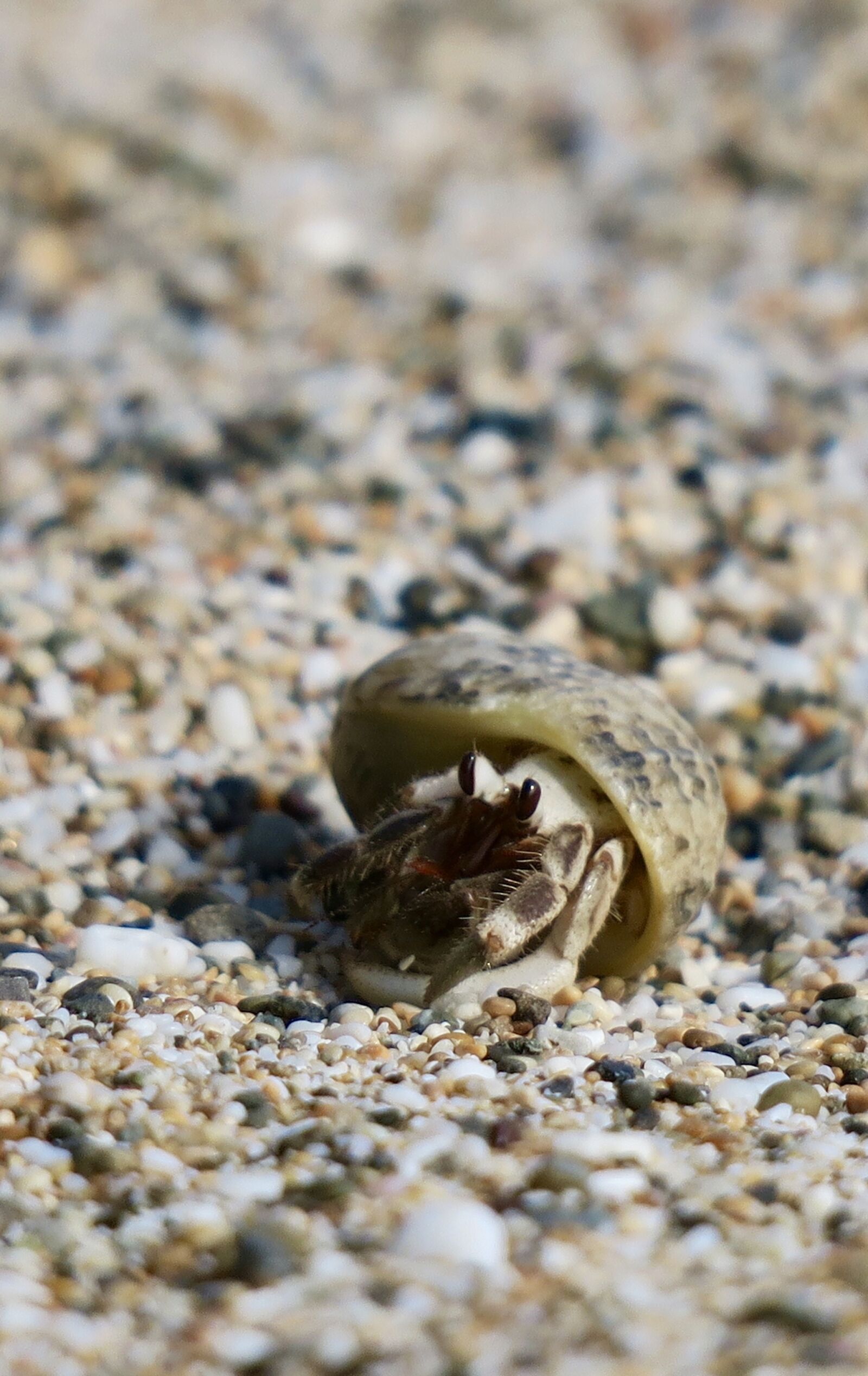 Canon PowerShot G3 X sample photo. Hermit crab, marine life photography