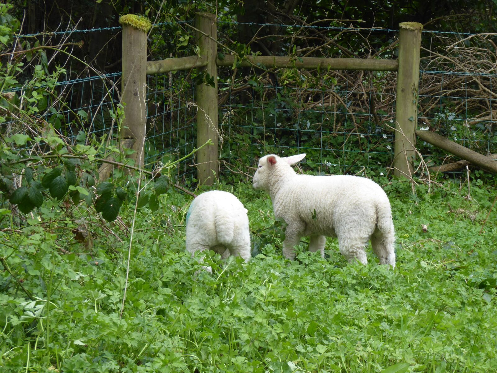Panasonic Lumix DMC-ZS50 (Lumix DMC-TZ70) sample photo. Sheep, lamb, farm photography