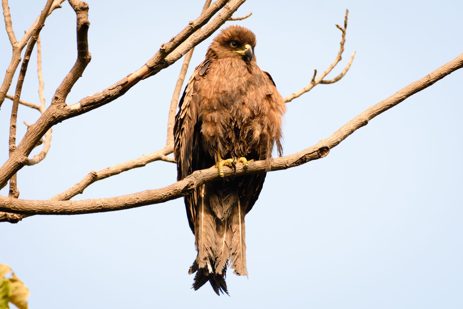 Nikon D7200 sample photo. Bird, nature, animal photography